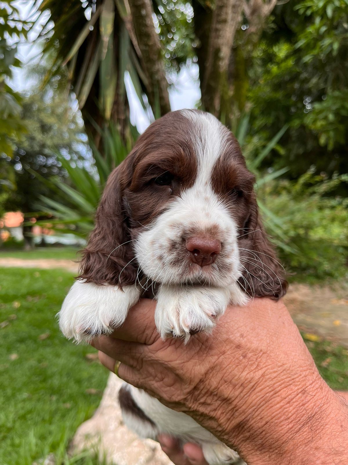Portal Vendocão Belos Filhotes Cocker Spaniel Inglês  Campinas