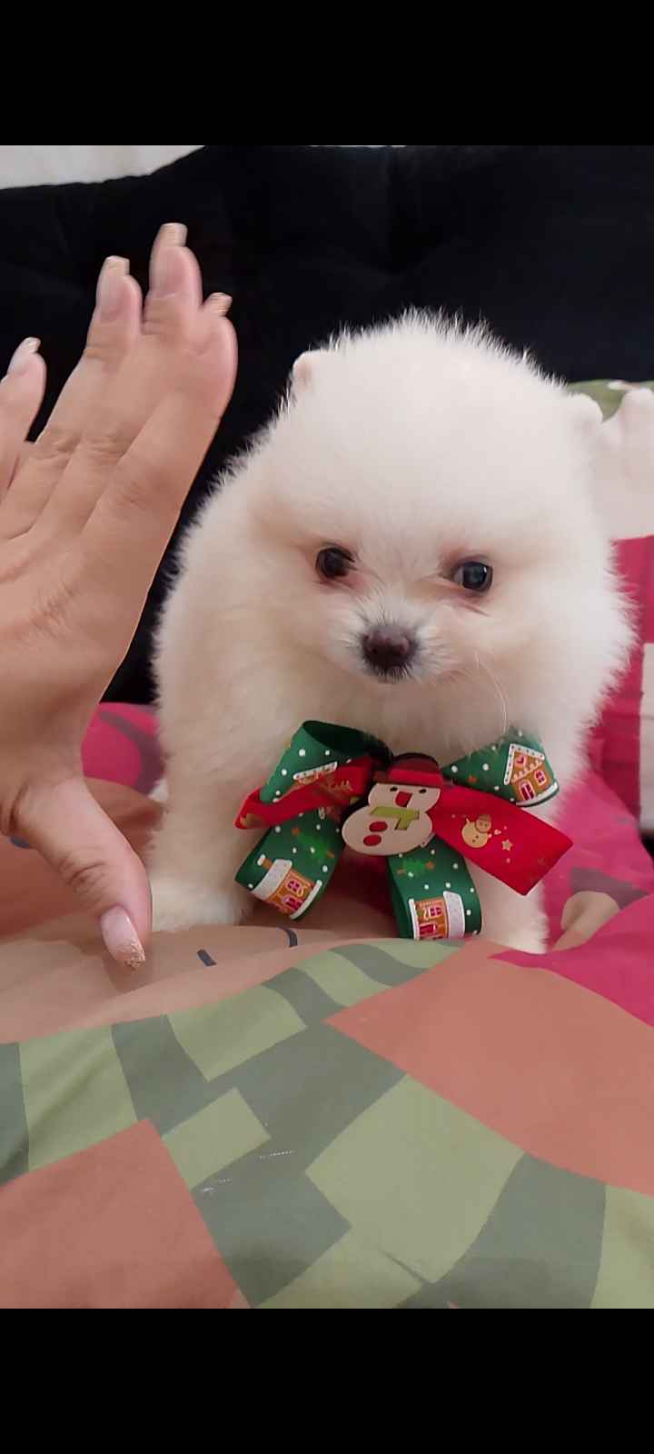Lulu da Pomerânia mini / Spitz alemão  - Foto 4