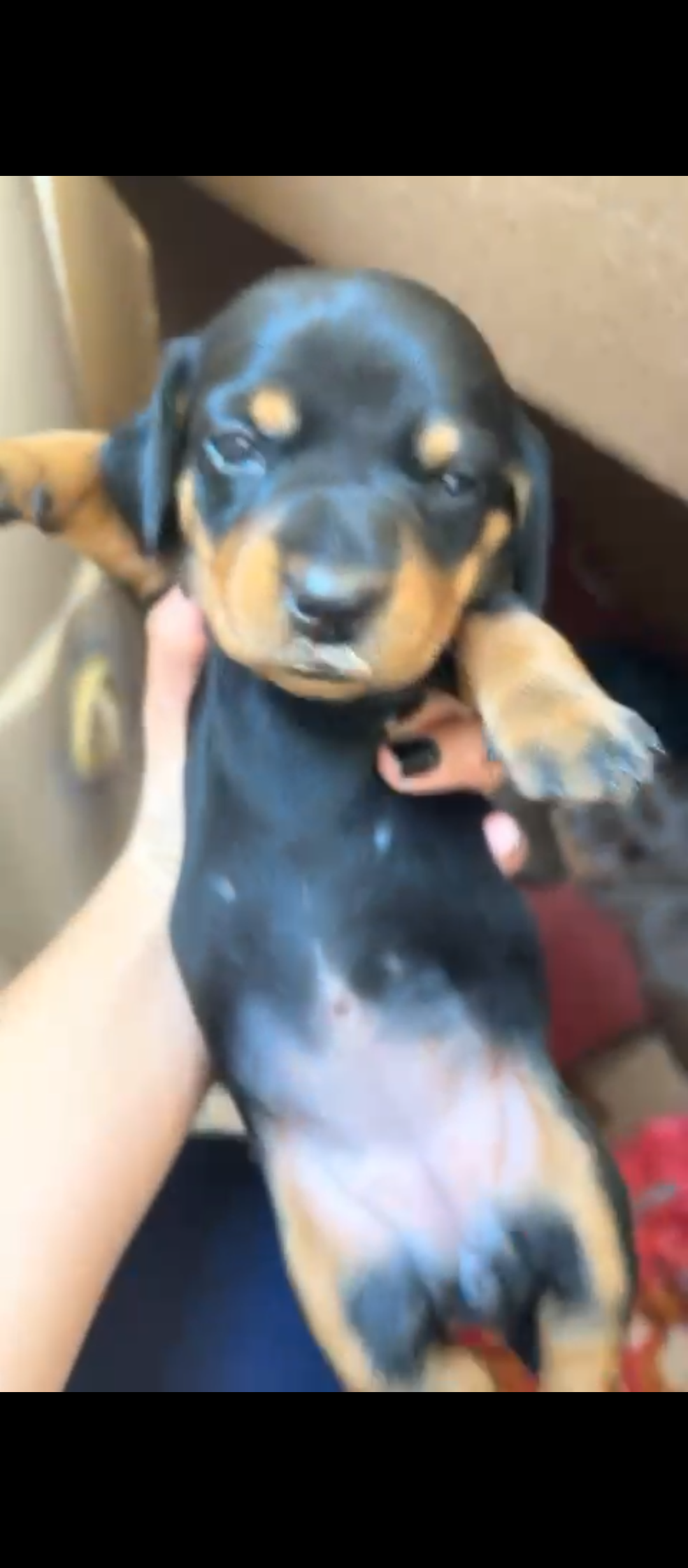 Vendo ou Troco Fêmea Dachshund Black and Tan  - Foto 2
