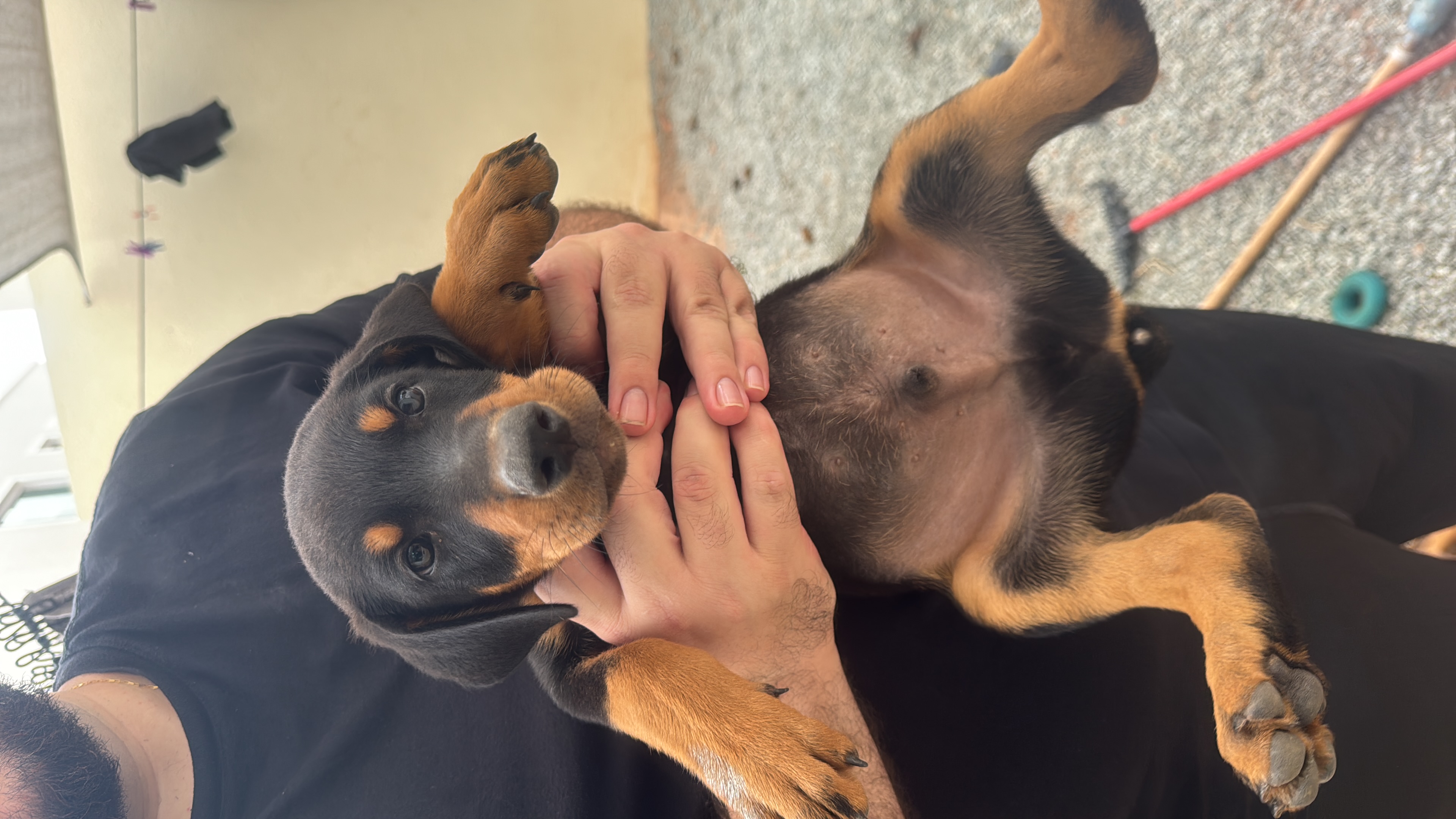 Portal Vendocão Filhote Doberman  São luis