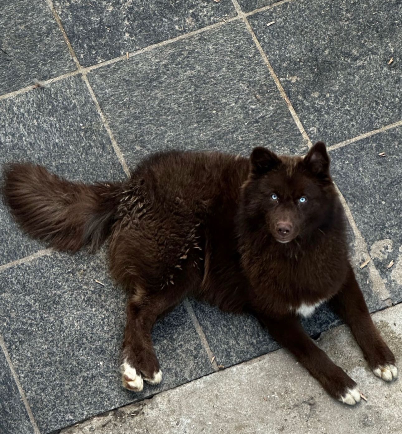 Portal Vendocão Vendo casal de Husky Siberiano Rio de Janeiro 