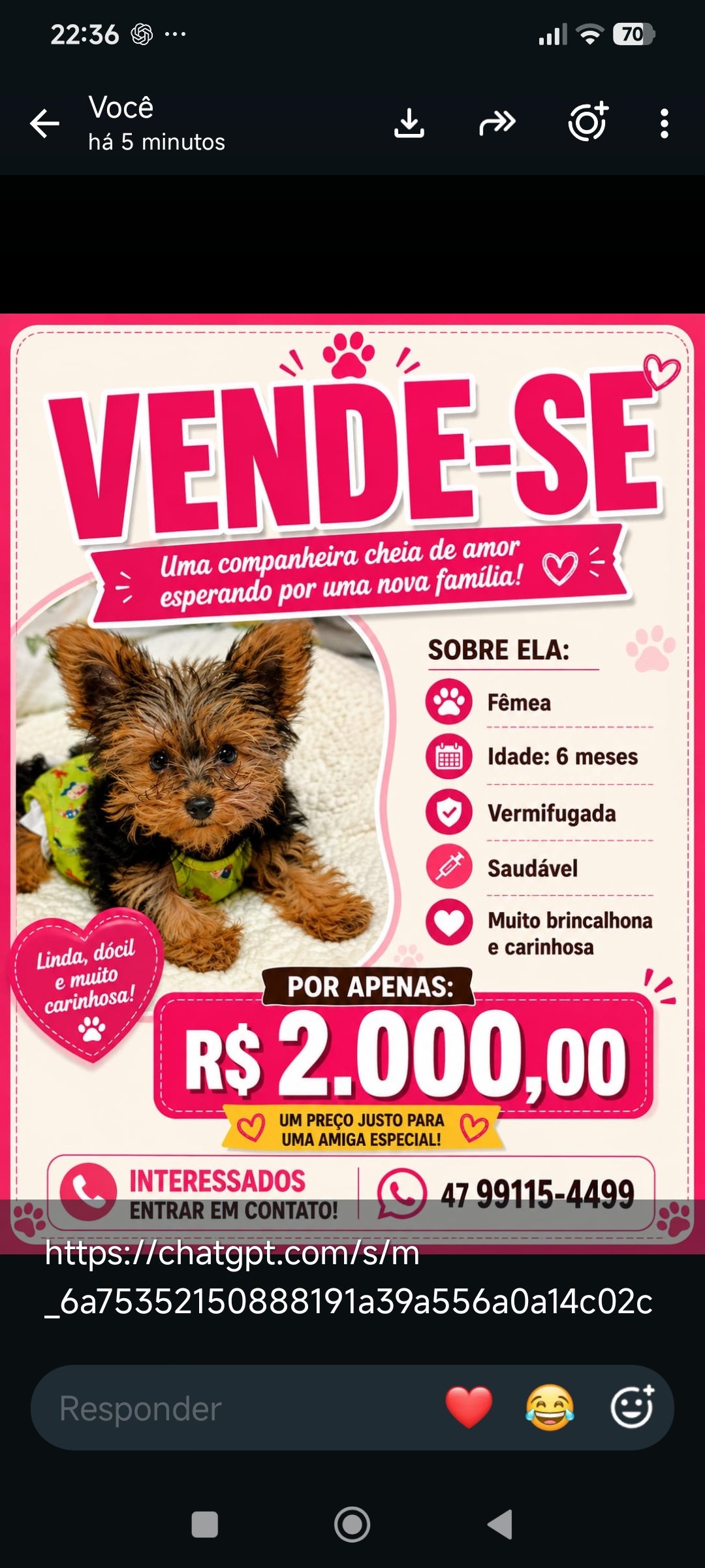 Lindo filhote fêmea de 6 meses,com todas as vacinas em dia - Foto 1