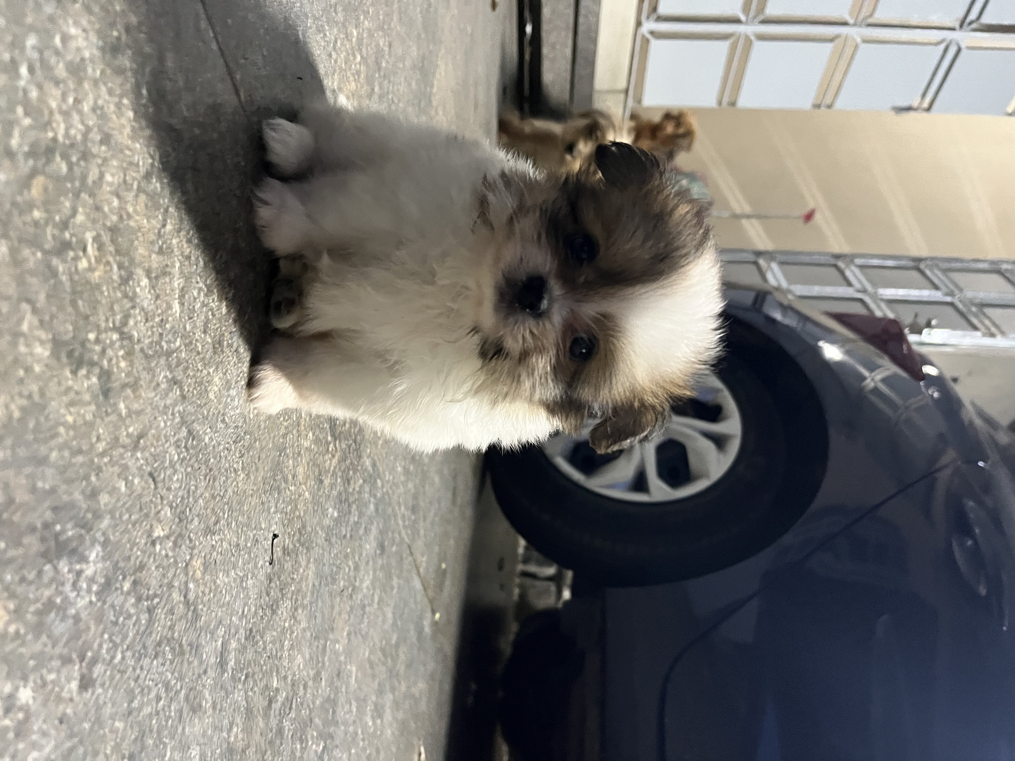 Portal Vendocão Filhote fêmea híbrida Lulu com yorkshire Recie