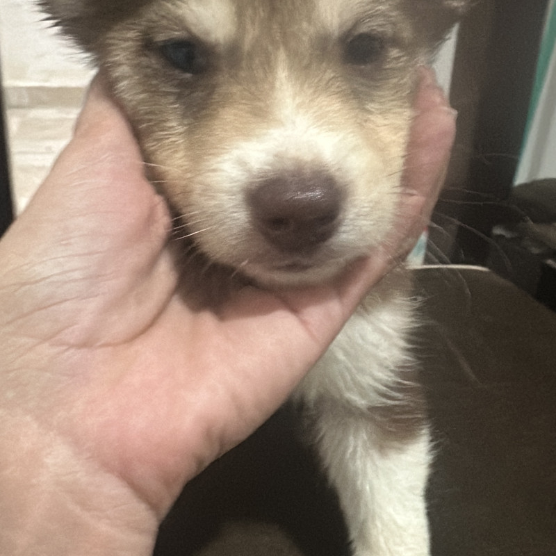 Lindos filhotes de husky com Border collie - Foto 1