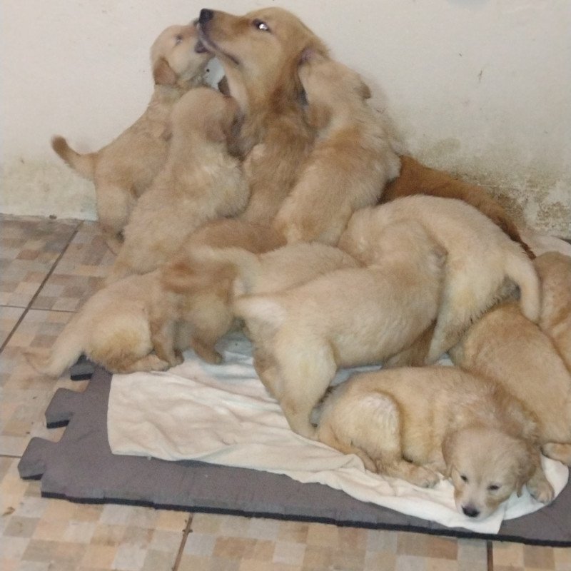 Lindo filhote de golden retrivier