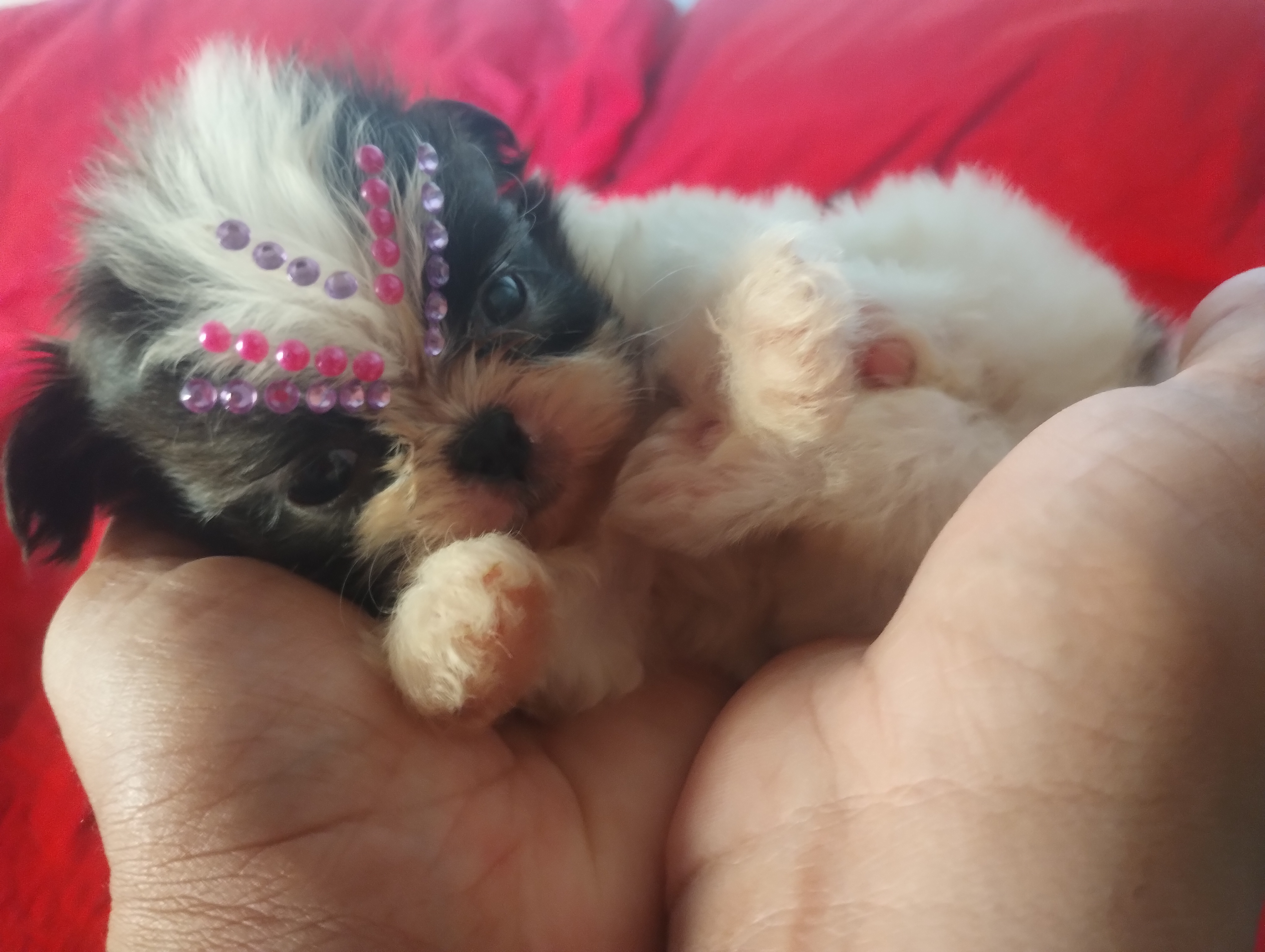 Portal Vendocão Filhote Shitzu micro europeu leia anúncio  Belo Horizonte