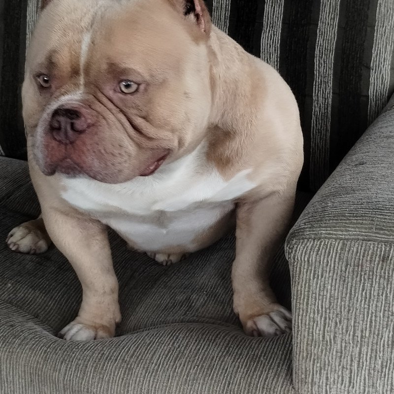 Macho adulto 4anos - Foto 2