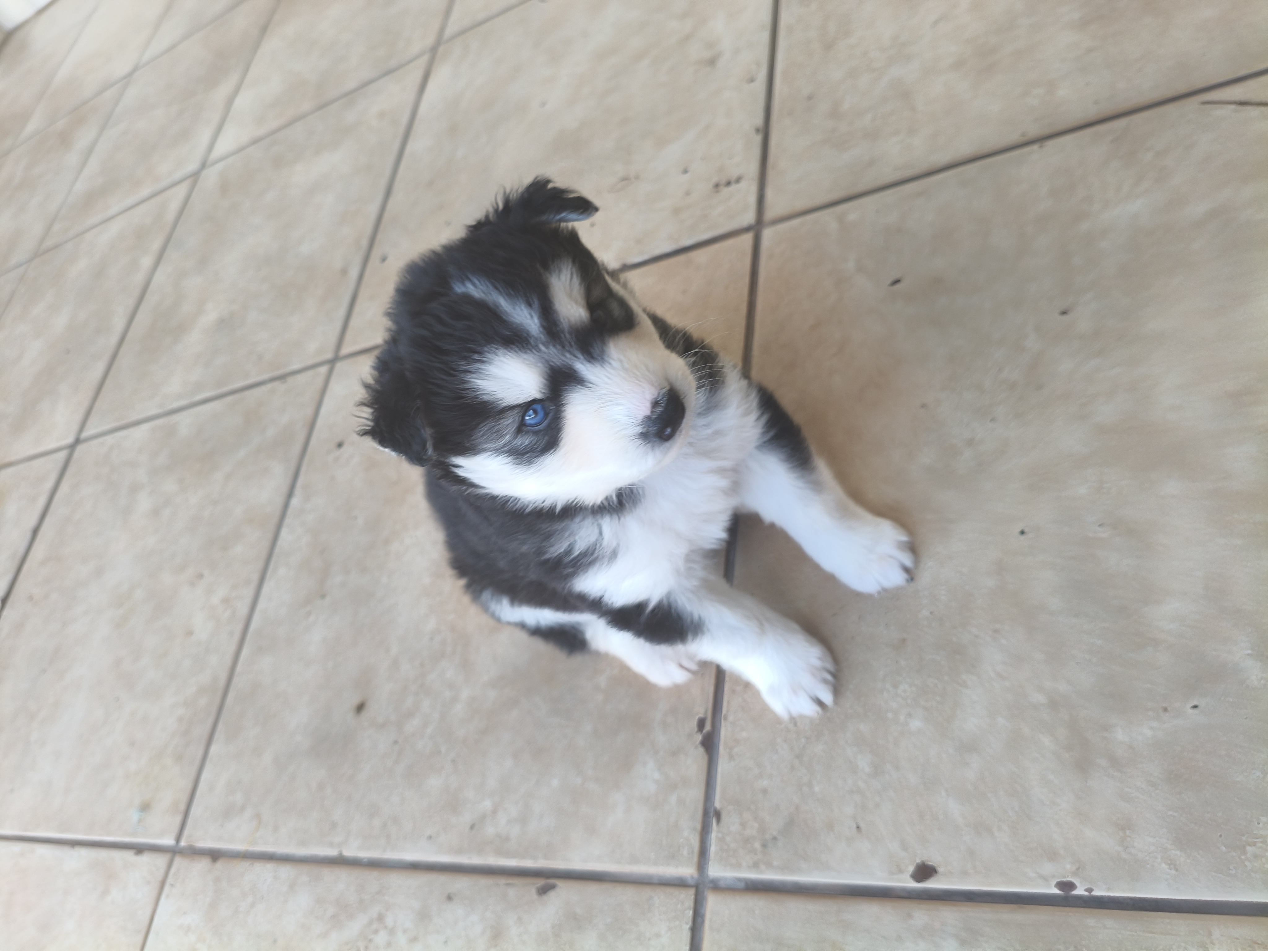 Husky Siberiano - Foto 1