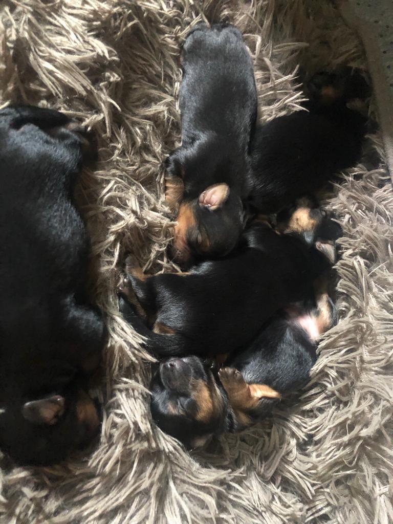 Yorkshire Terrier - Foto 4
