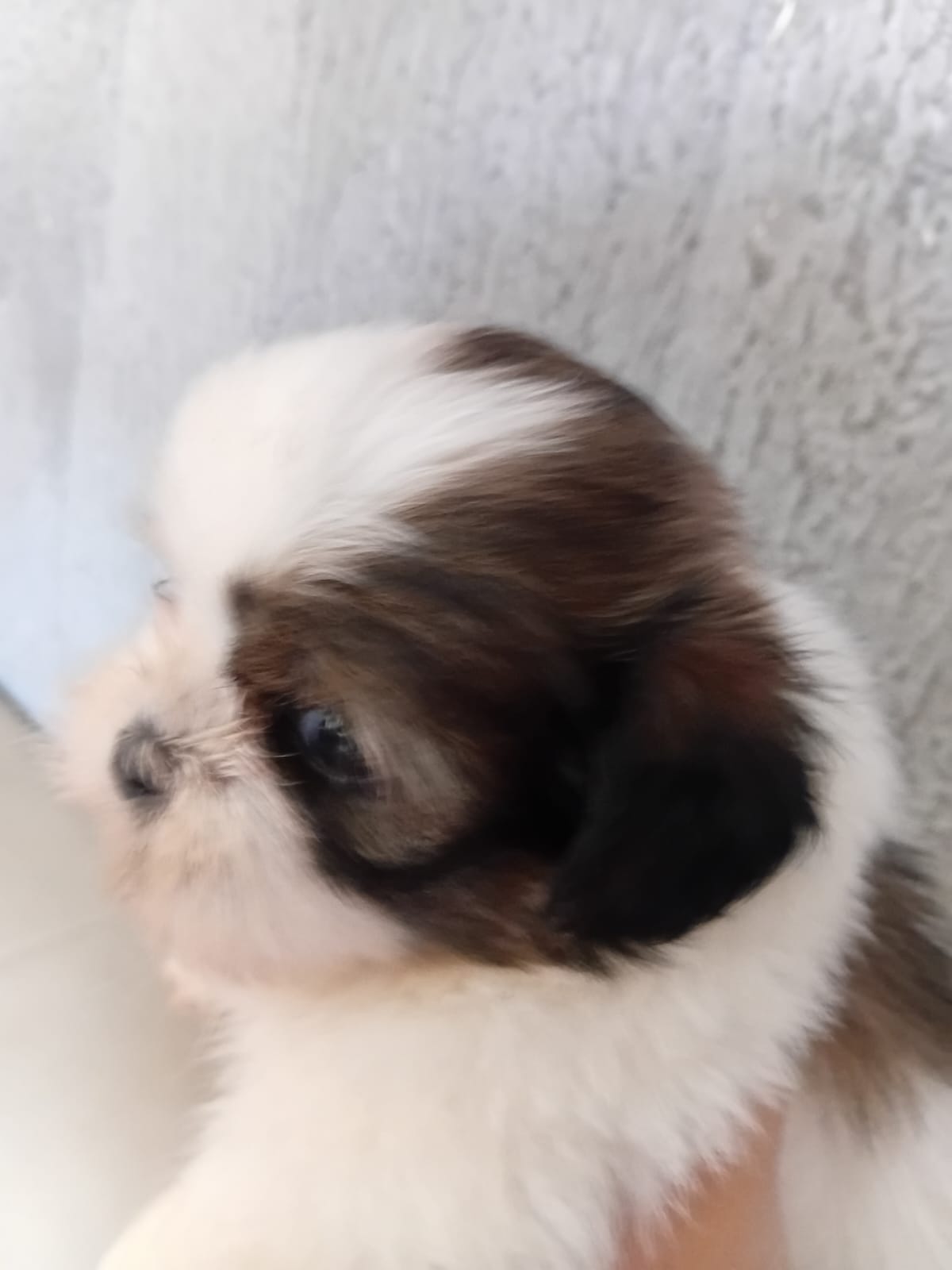Filhotes shih Tzu  - Foto 4