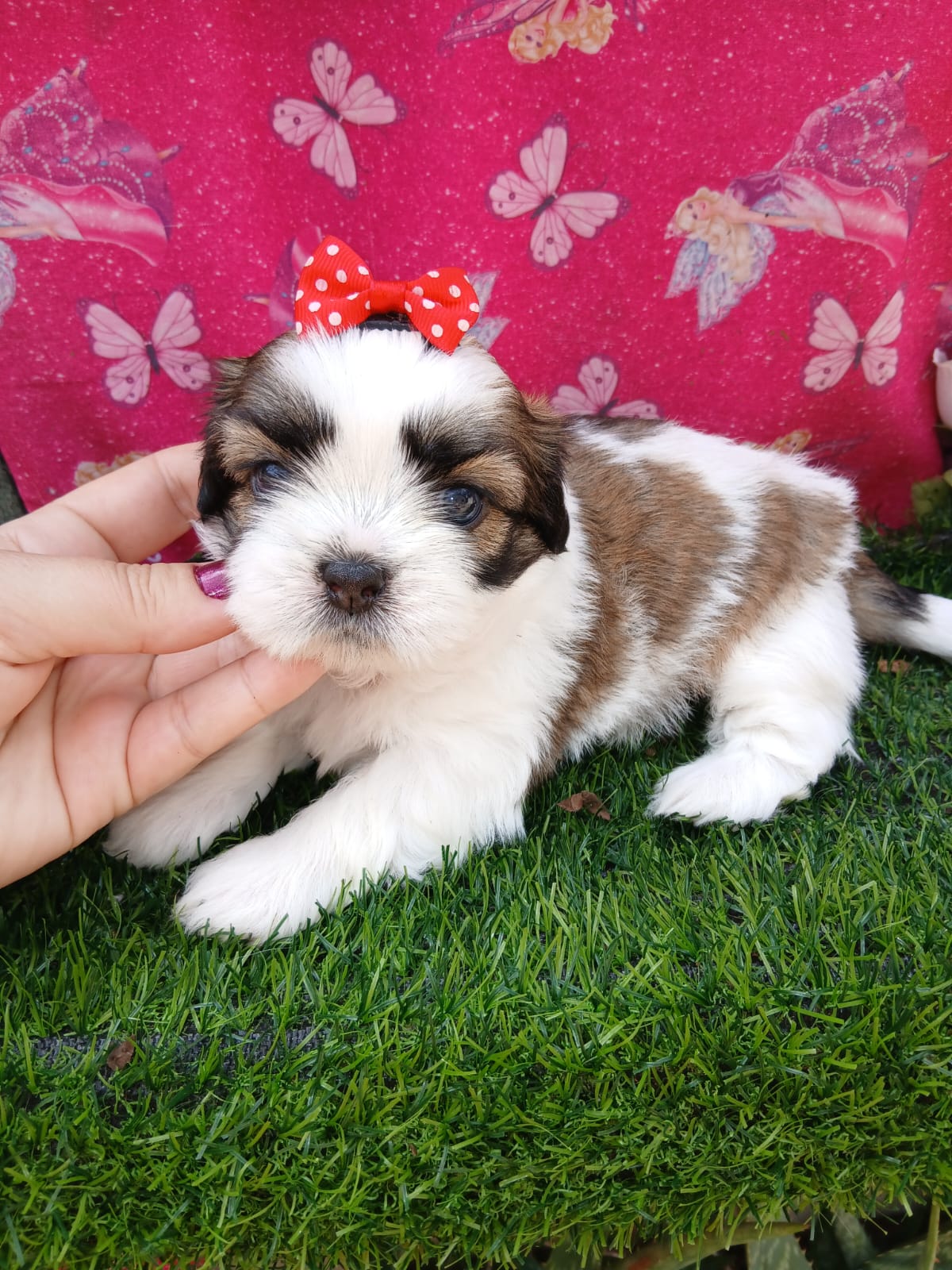 Shitzu fêmea com pedigree filhotes - Foto 1
