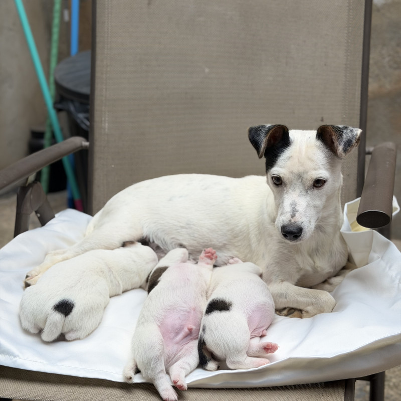 Lindos filhotes de Jack Russell Terrier disponíveis - Foto 1