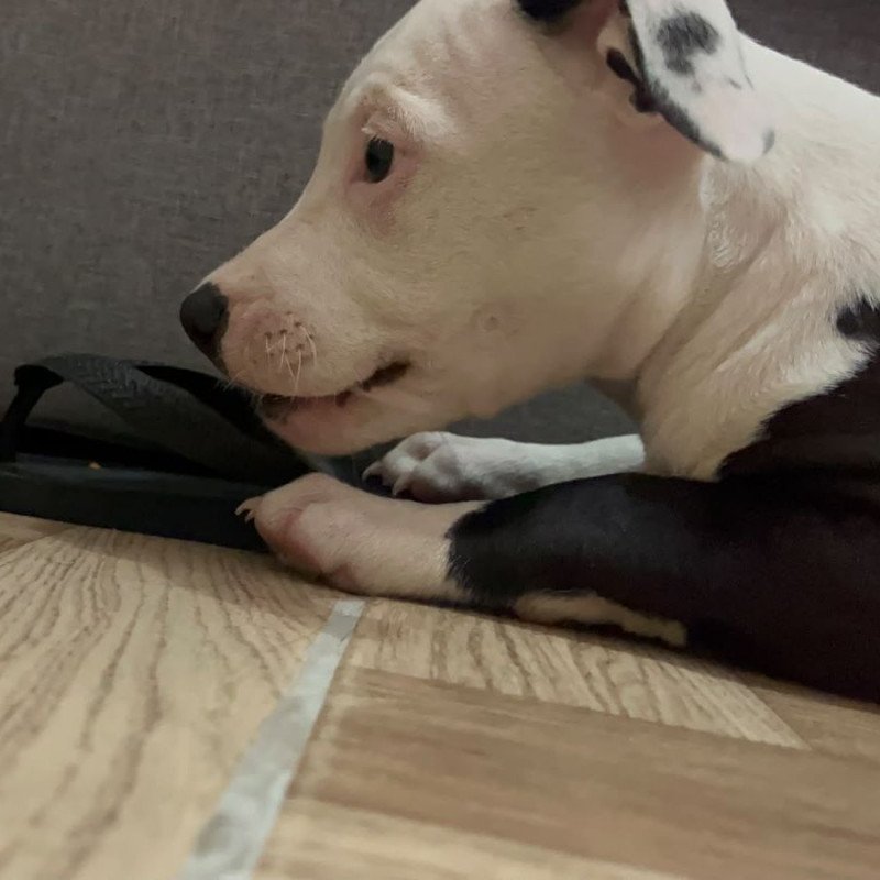 Pitbull - Foto 1