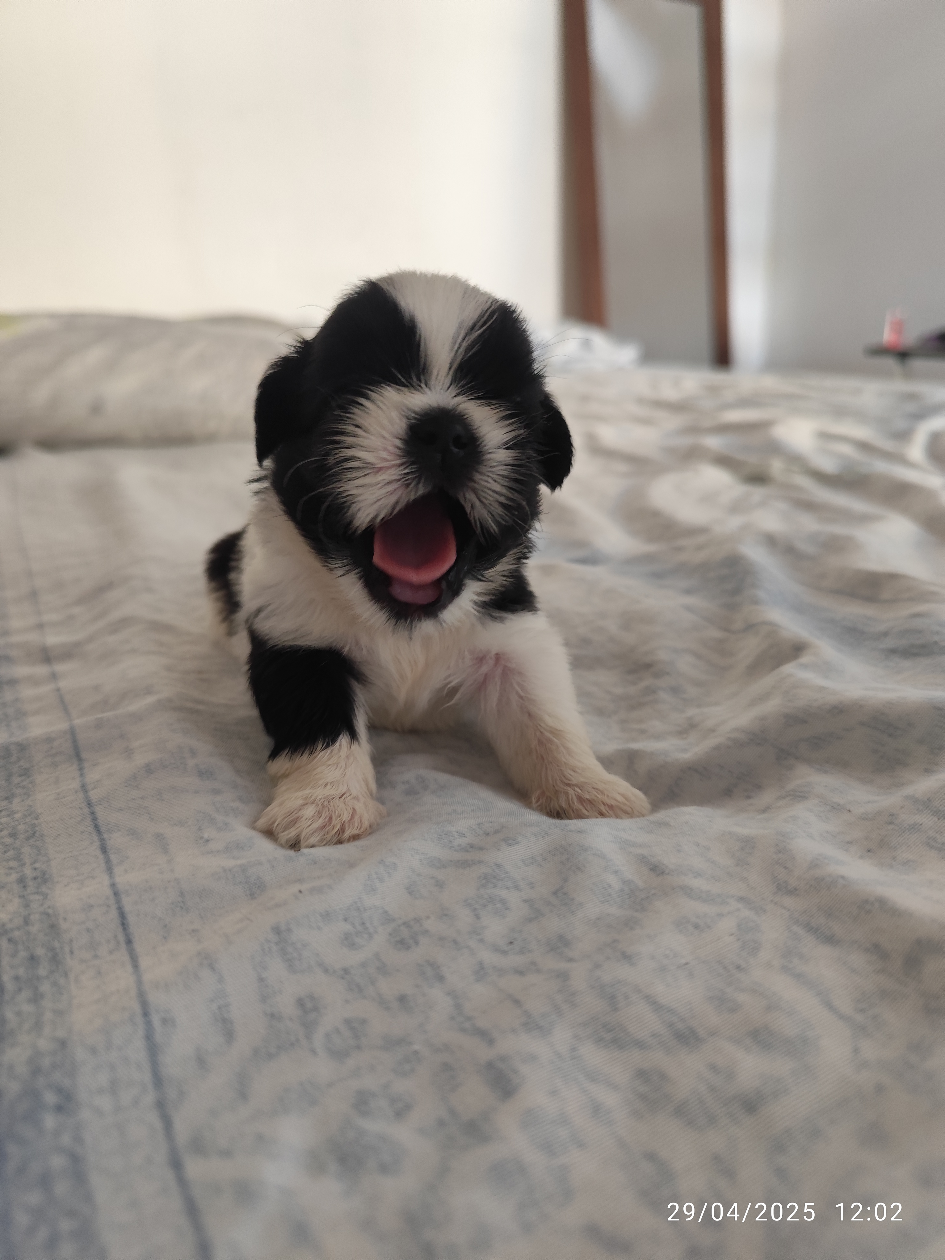 Portal Vendocão Vendo shih tzu puro vacinado  Lauro de Freitas