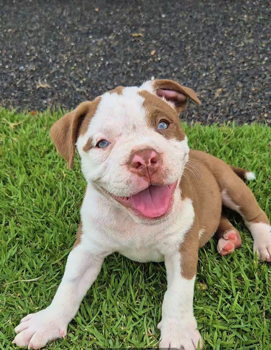Portal Vendocão Filhotes de American Bully  BAURU