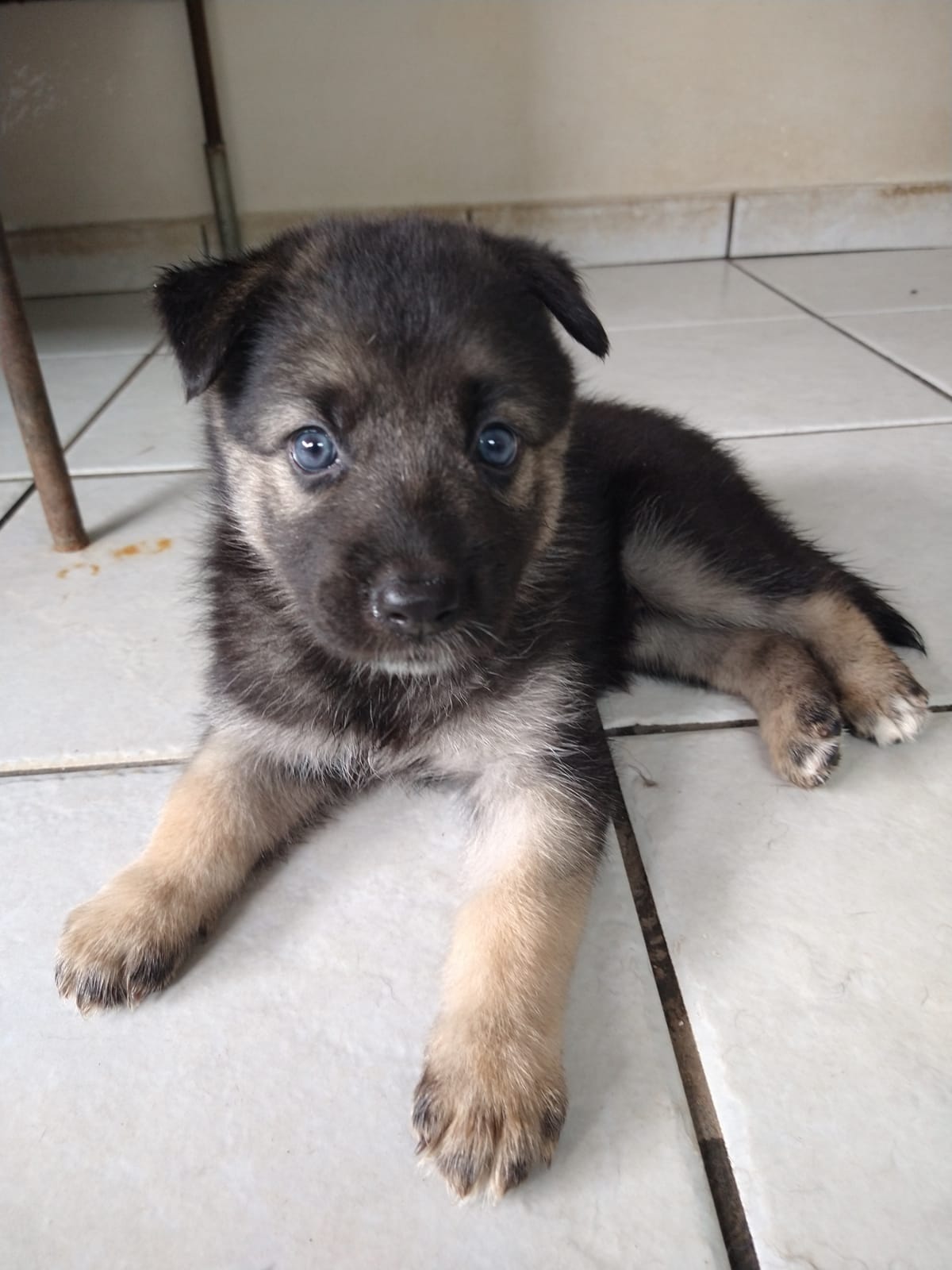 Portal Vendocão Filhotes fêmeas de husky e pastor alemão  Porto Velho