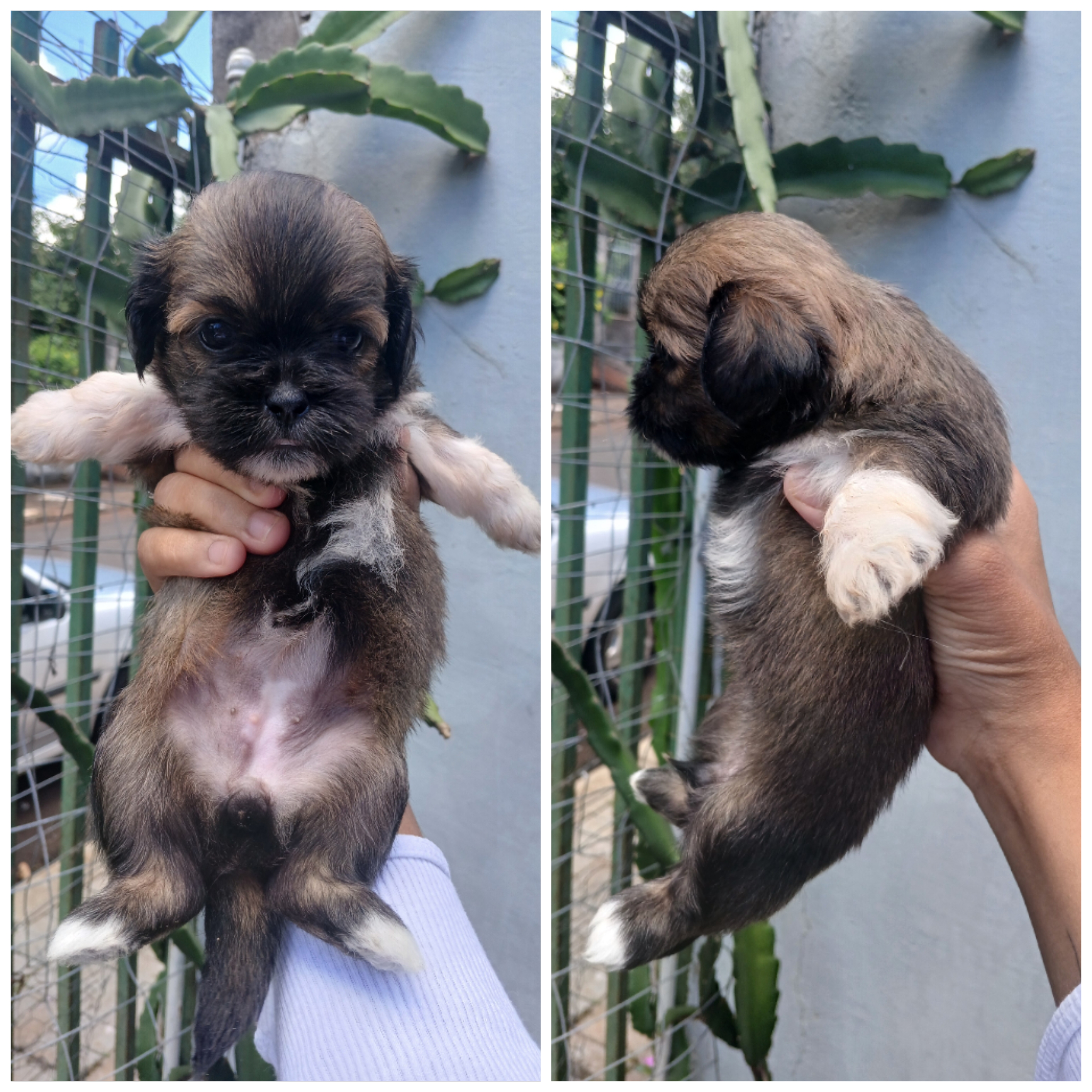 Vende-se Lhasa Apso  - Foto 1