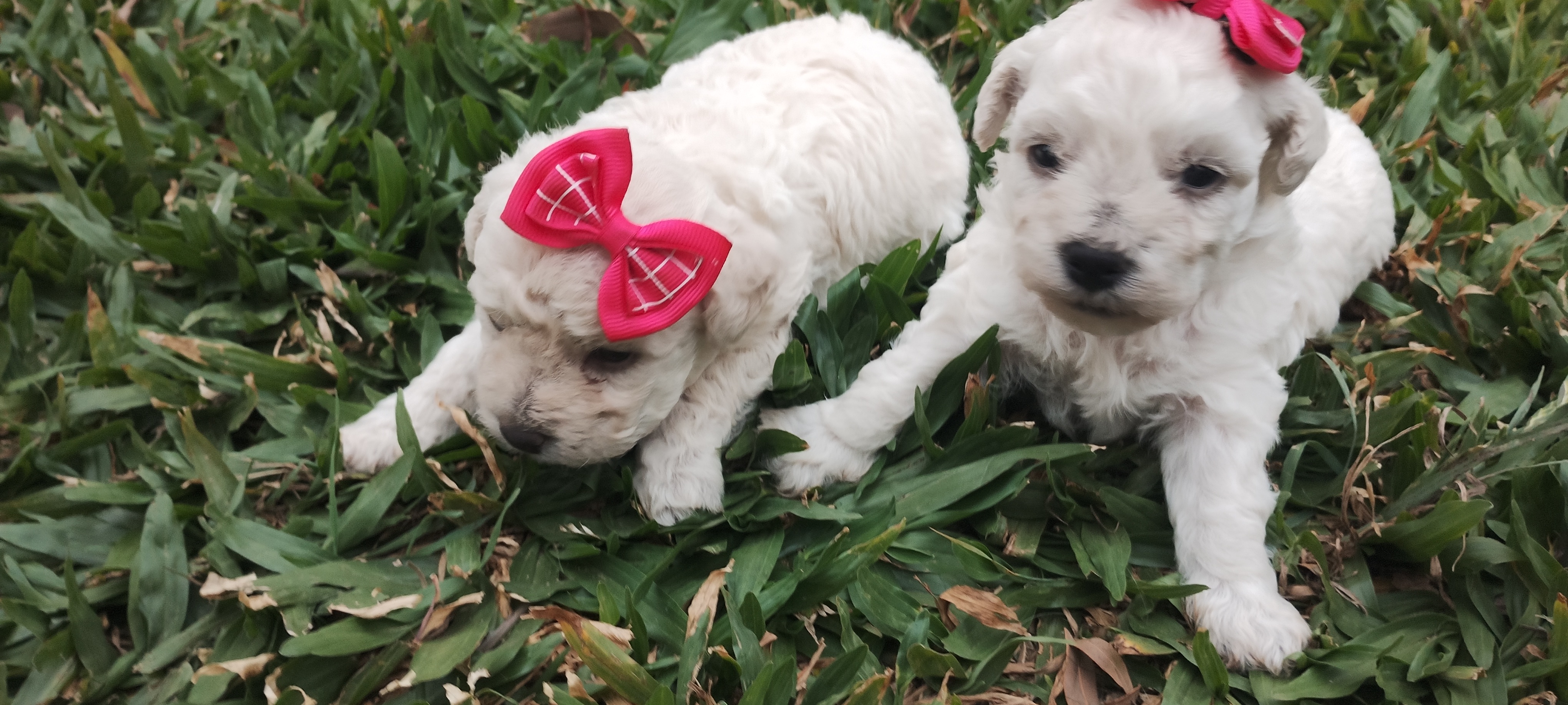 Portal Vendocão Cachorro poodle toy  Tapes