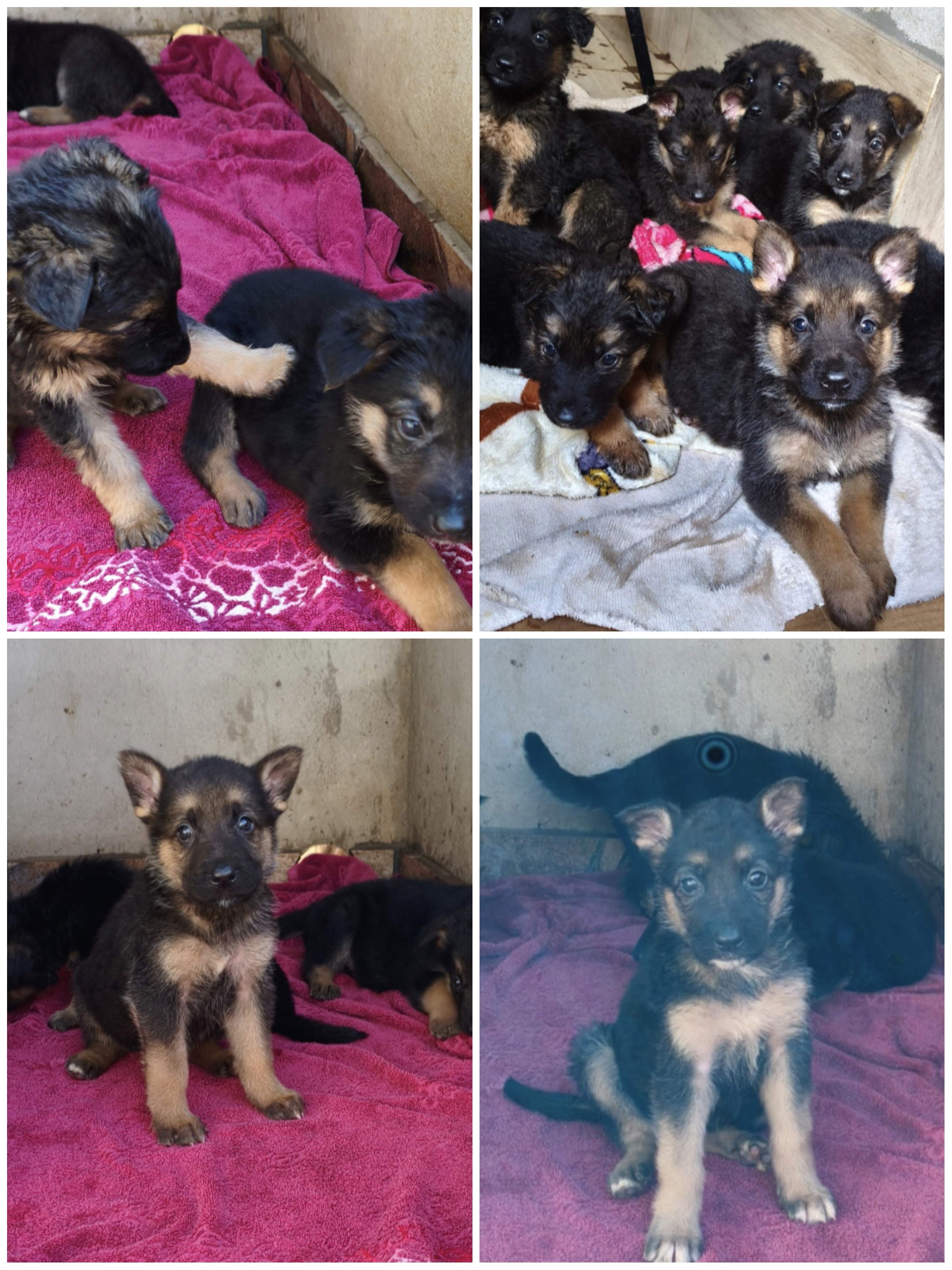 Portal Vendocão Filhotes de Pastor Alemão  Ivaí 