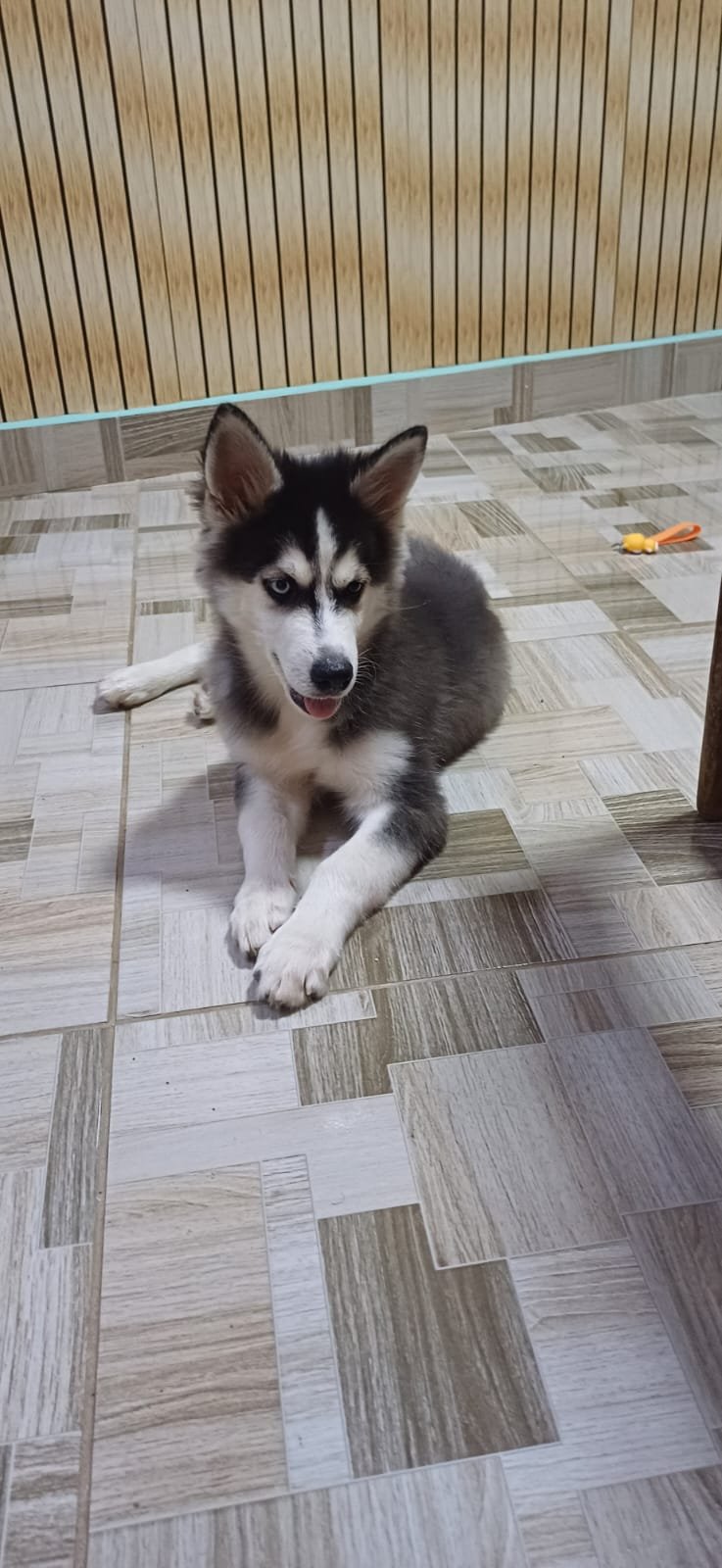 Cachorro brincalhão tem 4 mes - Foto 2