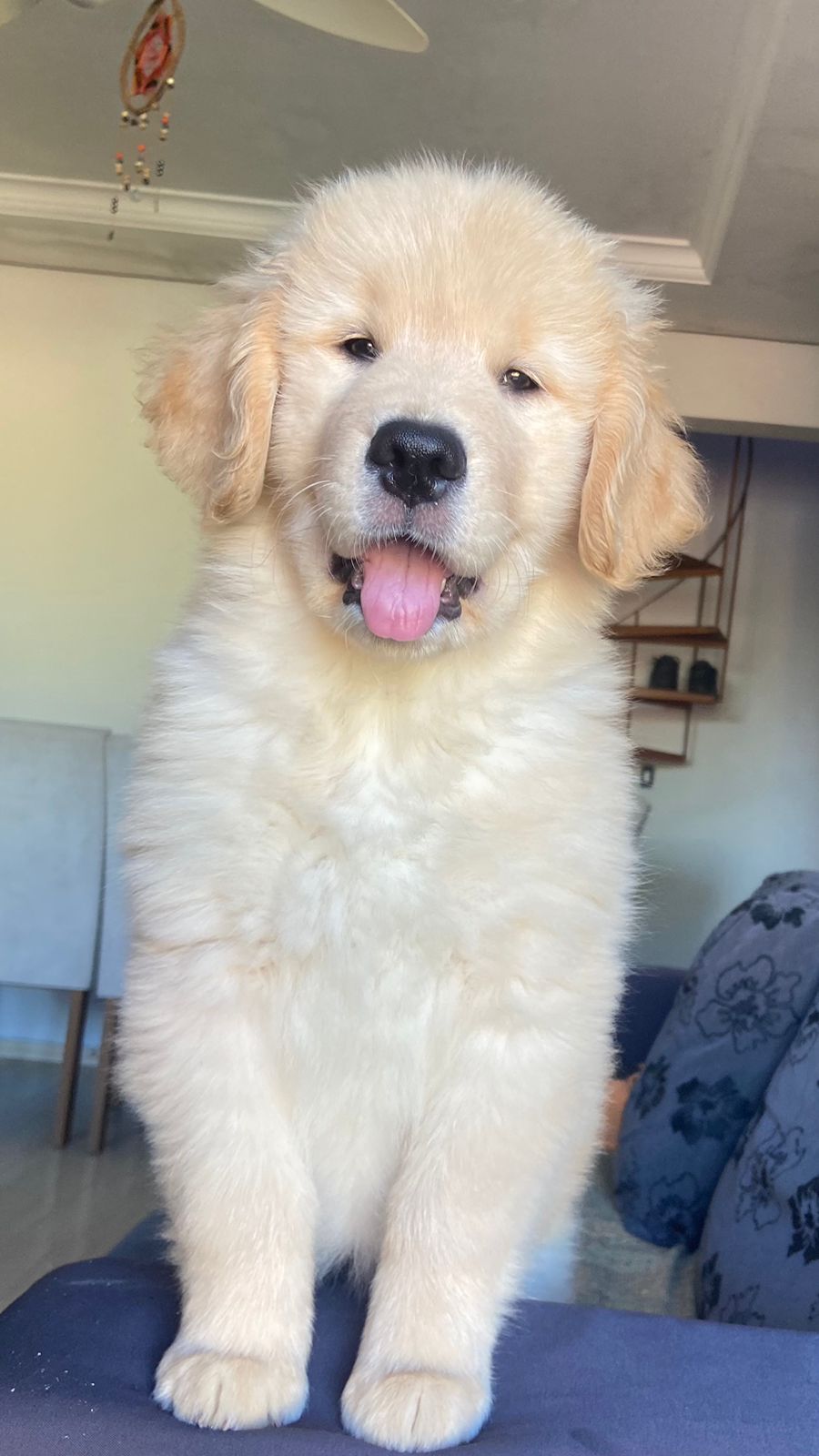 Portal Vendocão Filhotes de Golden Retriever  Porto Alegre