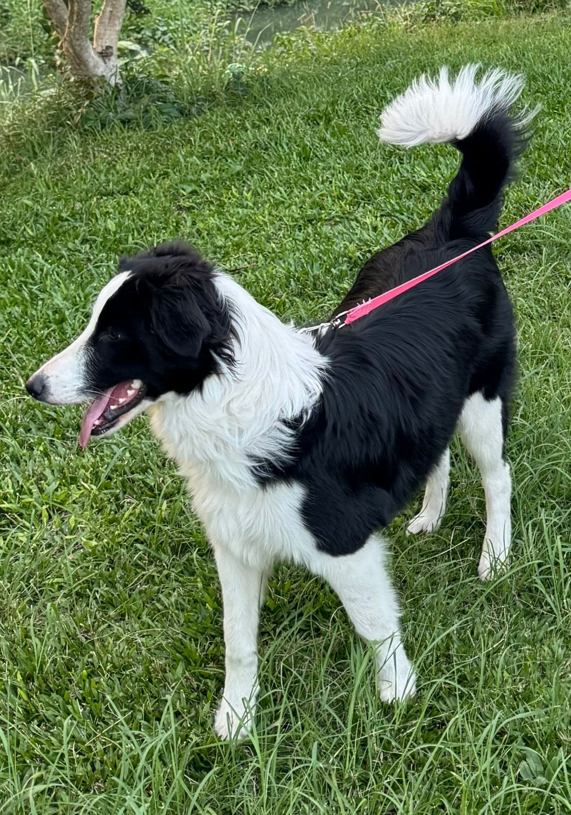 Border collie fêmea 