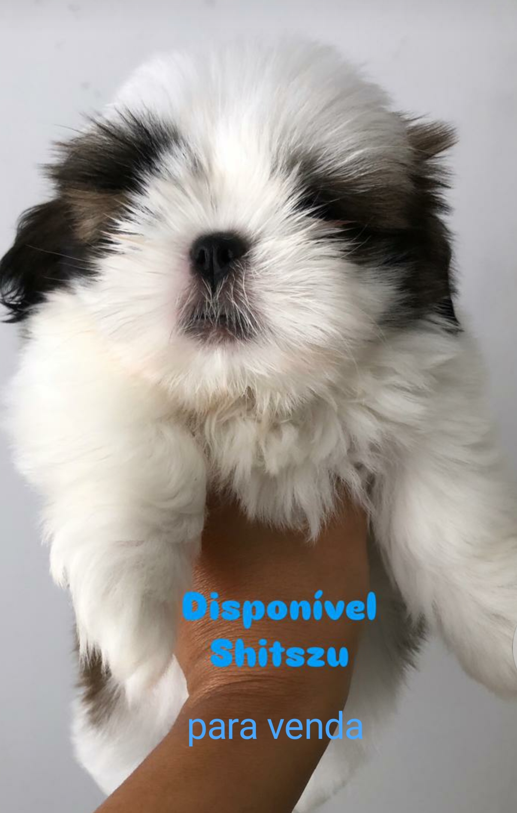 Portal Vendocão Venda de um filhote de cachorro da raça Shitzu  Nossa senhora da Glória 