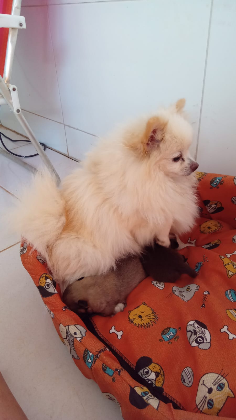 Portal Vendocão Lulu da Pomerania disponíveis  Petrolina