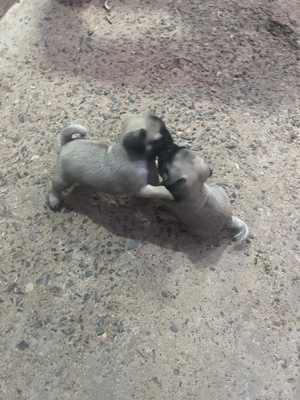 Portal Vendocão Vende se lindos filhotes de pug sendo 5  todos machos  Cuiabá