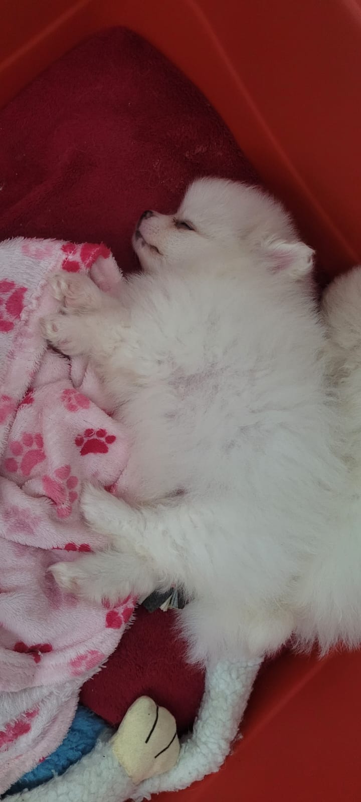 SPITZ ALEMAO, pequeno, Branco - Foto 3