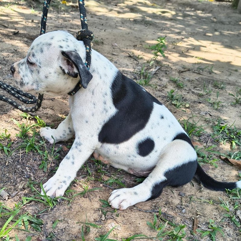 Cachorro american bully - Foto 1