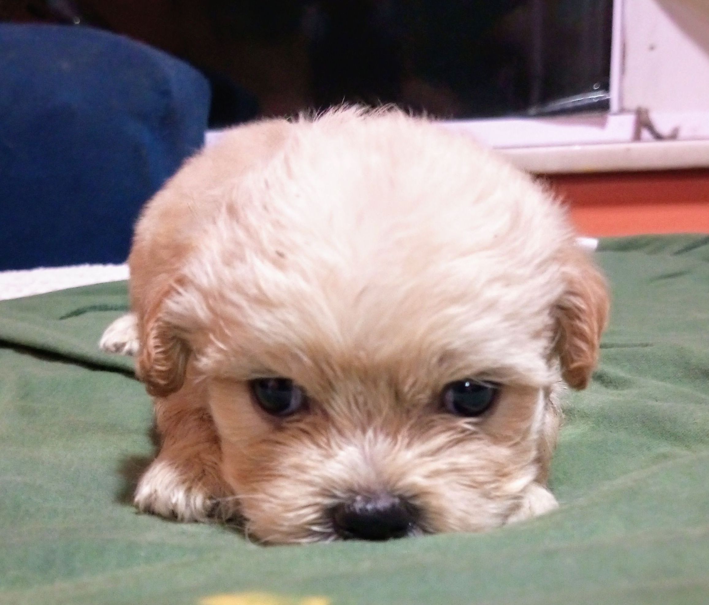 Portal Vendocão Vendo filhotes Shih tzu puros , vermefugado e vacinado e com pedigree, são puros , promoção  Belém PA, pedreira 