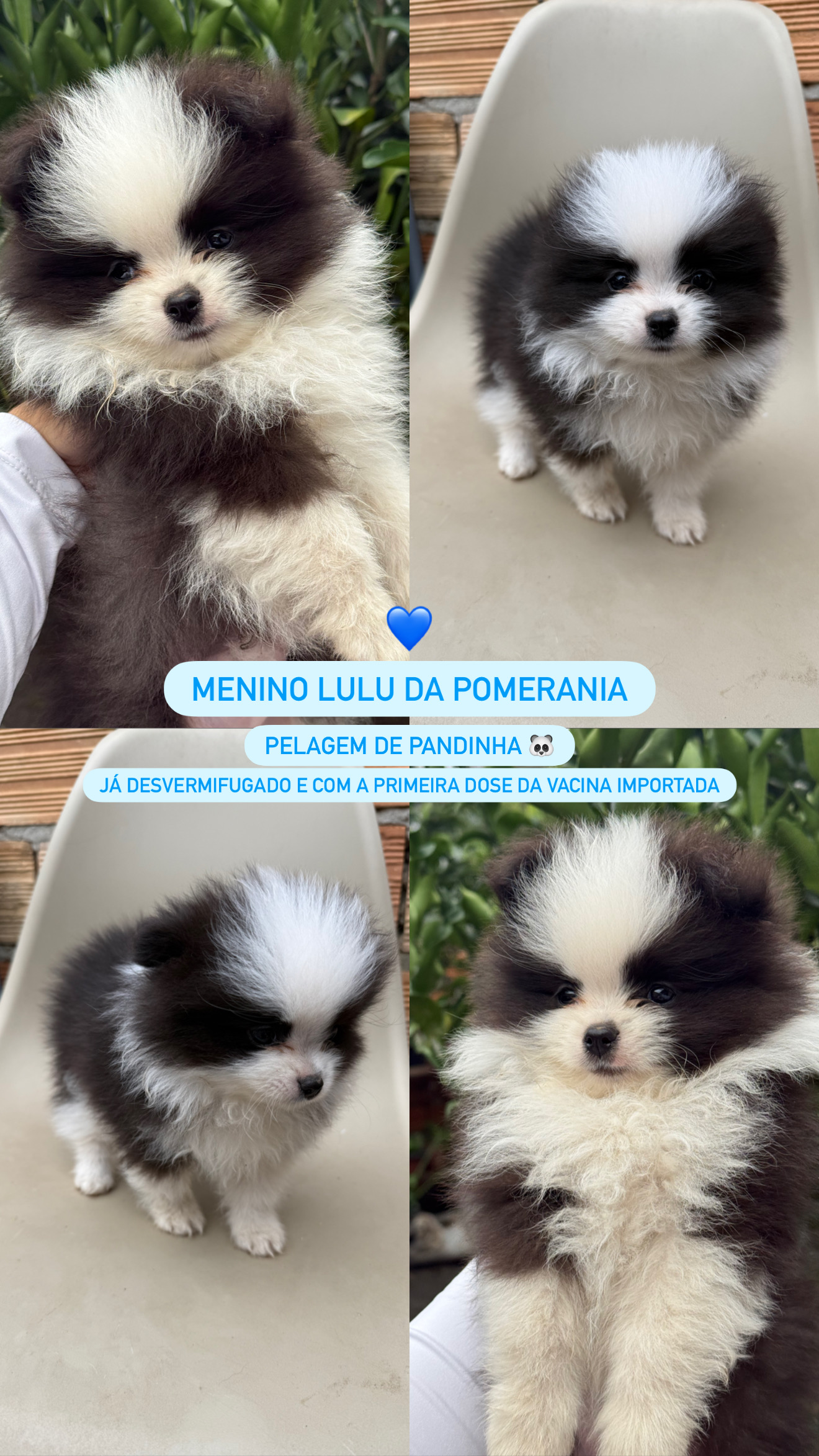 Lulu da Pomerania - Foto 2