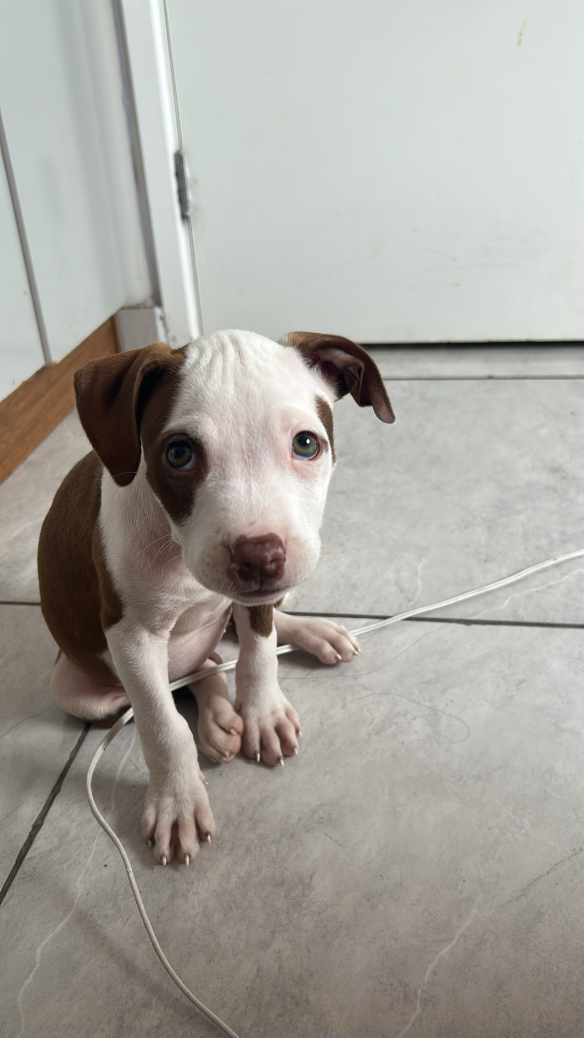 Filhote de Pitbull American Bully - Foto 1