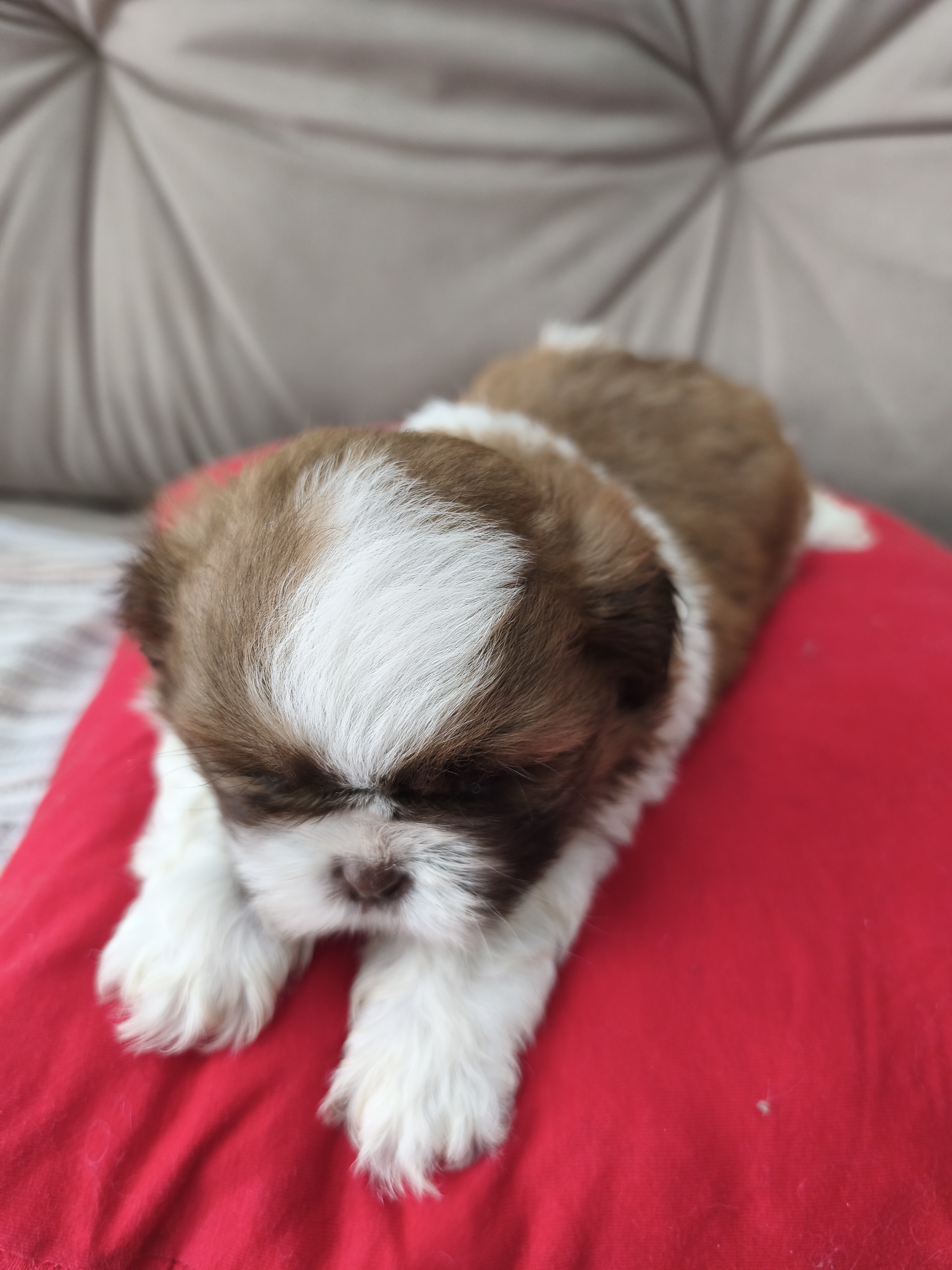 Shihtzus machinhos lindos  - Foto 4