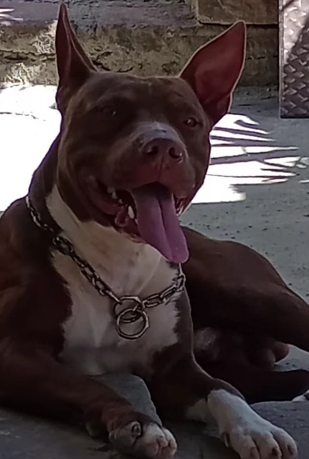 Portal Vendocão Red nesse  Porto Alegre 