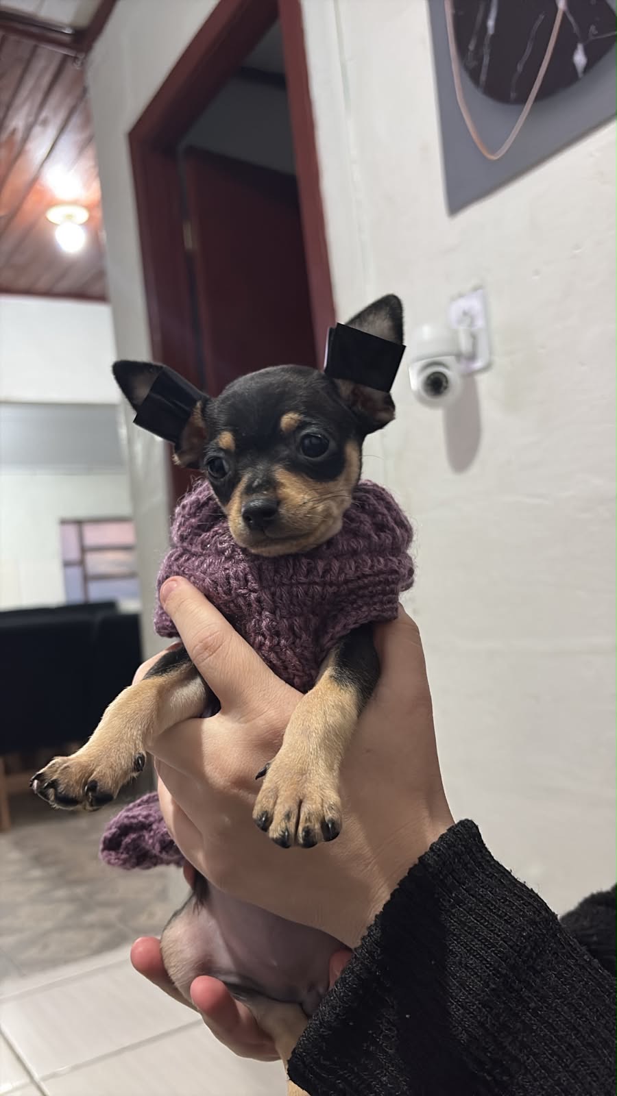 Pinscher fêmea 