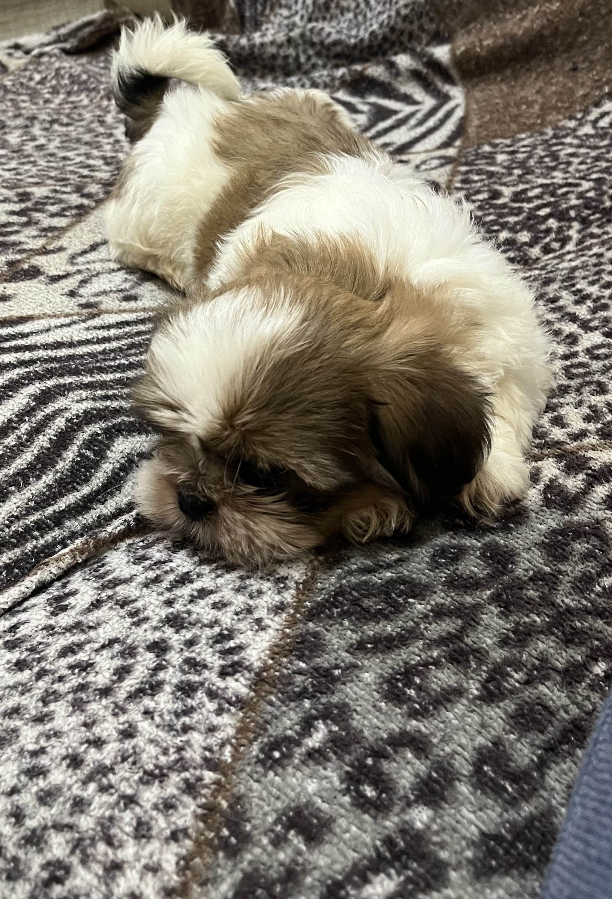 Filhote shih tzu - Foto 1