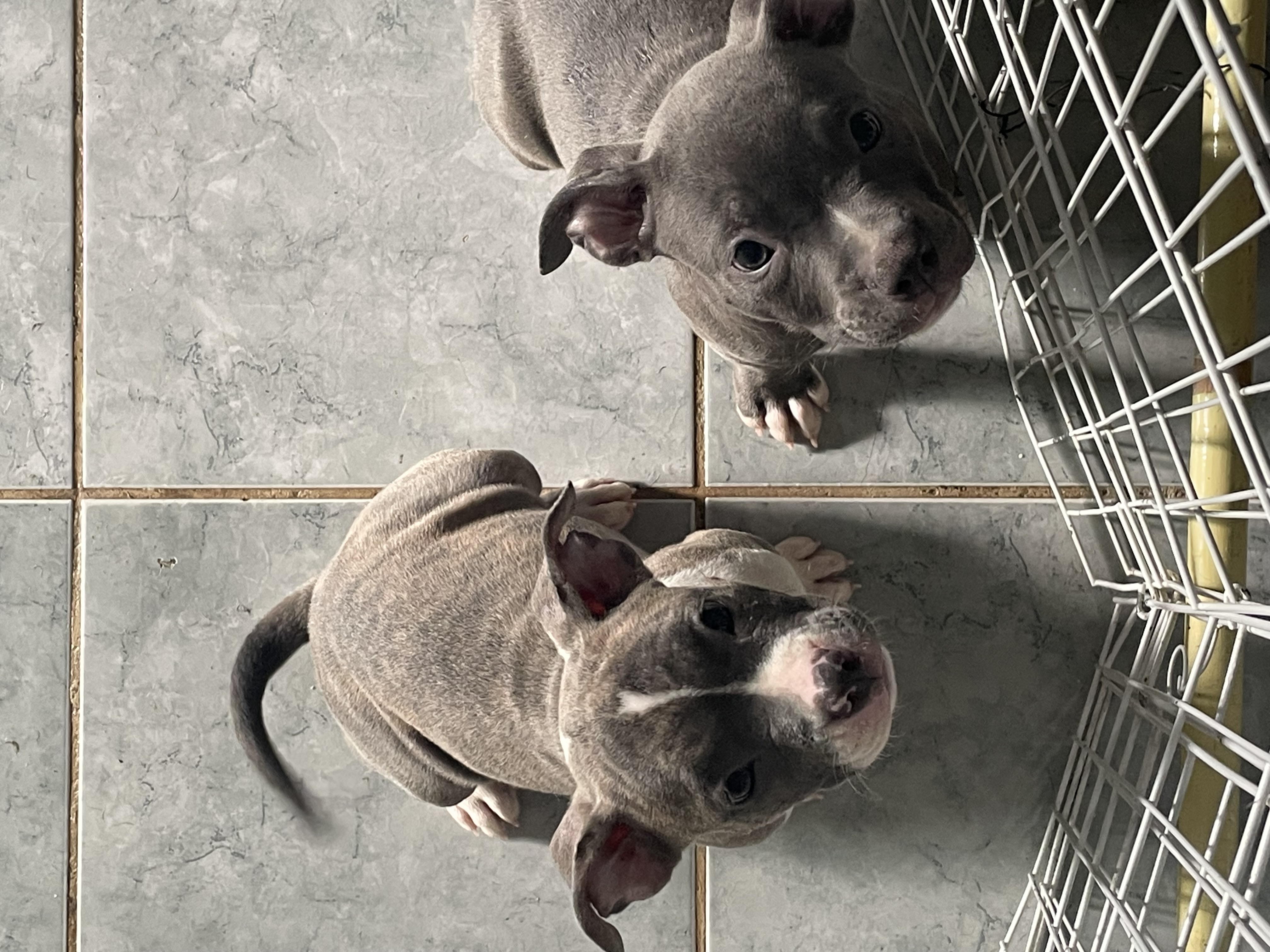 Portal Vendocão Filhote de American bully micro  Camaragibe 