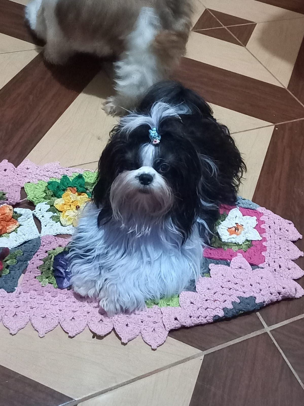 Portal Vendocão Filhotes de shih tzu fêmeas 2 meses  Manaus 