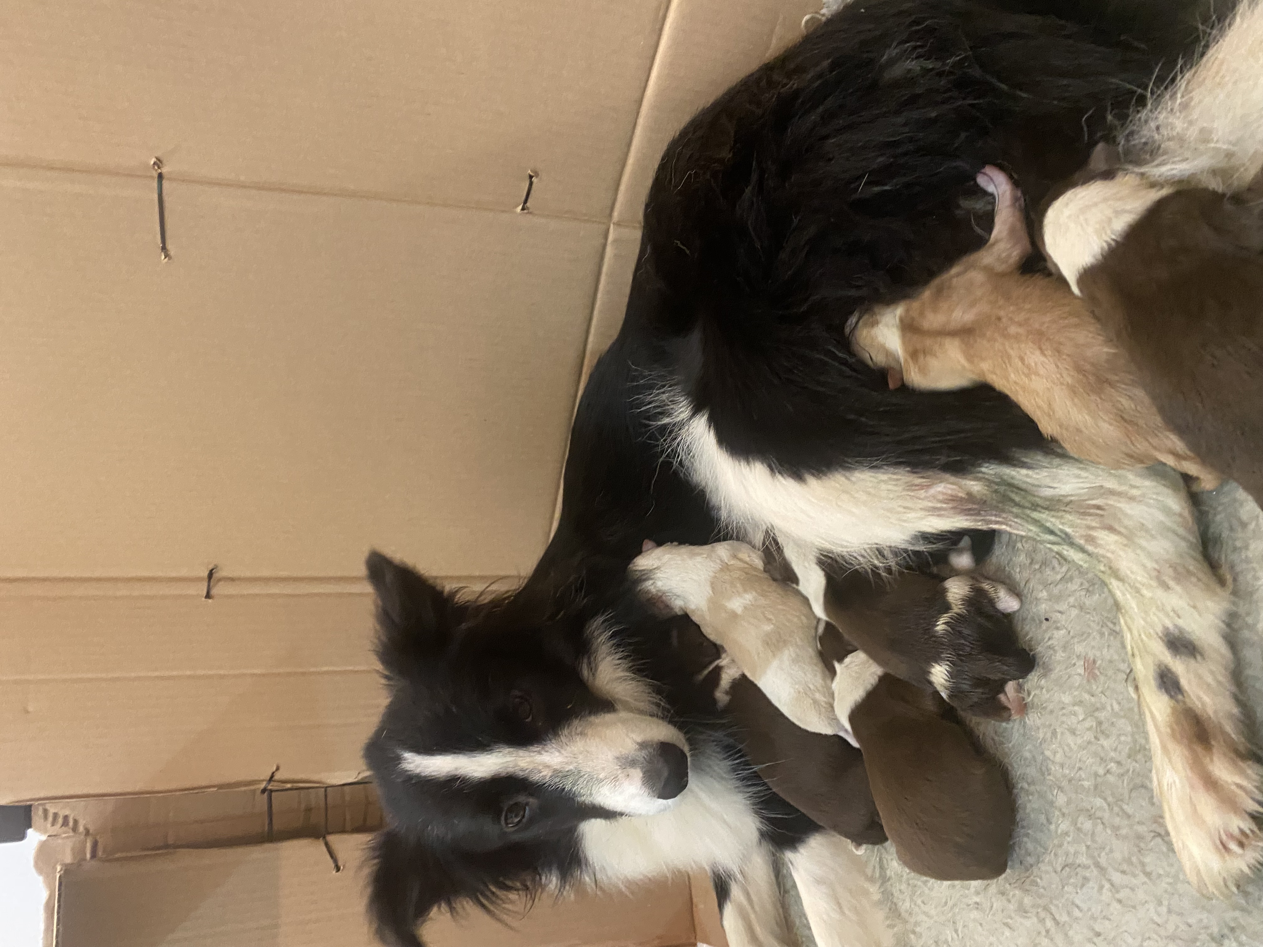 Filhotes de Border Collie Dispor