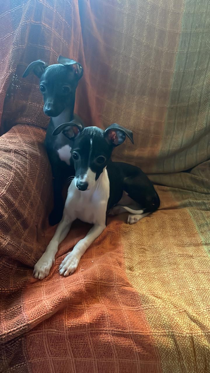 Portal Vendocão Filhote de pequeno lebrel italiano  Presidente prudente 