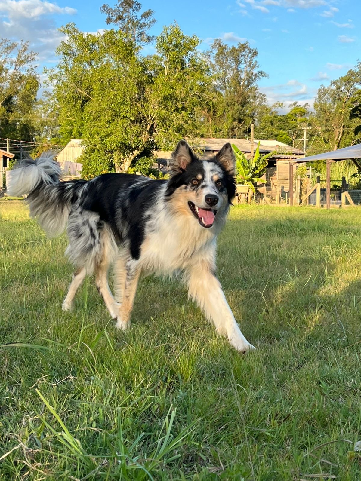 Filhote Border Collie - Foto 3