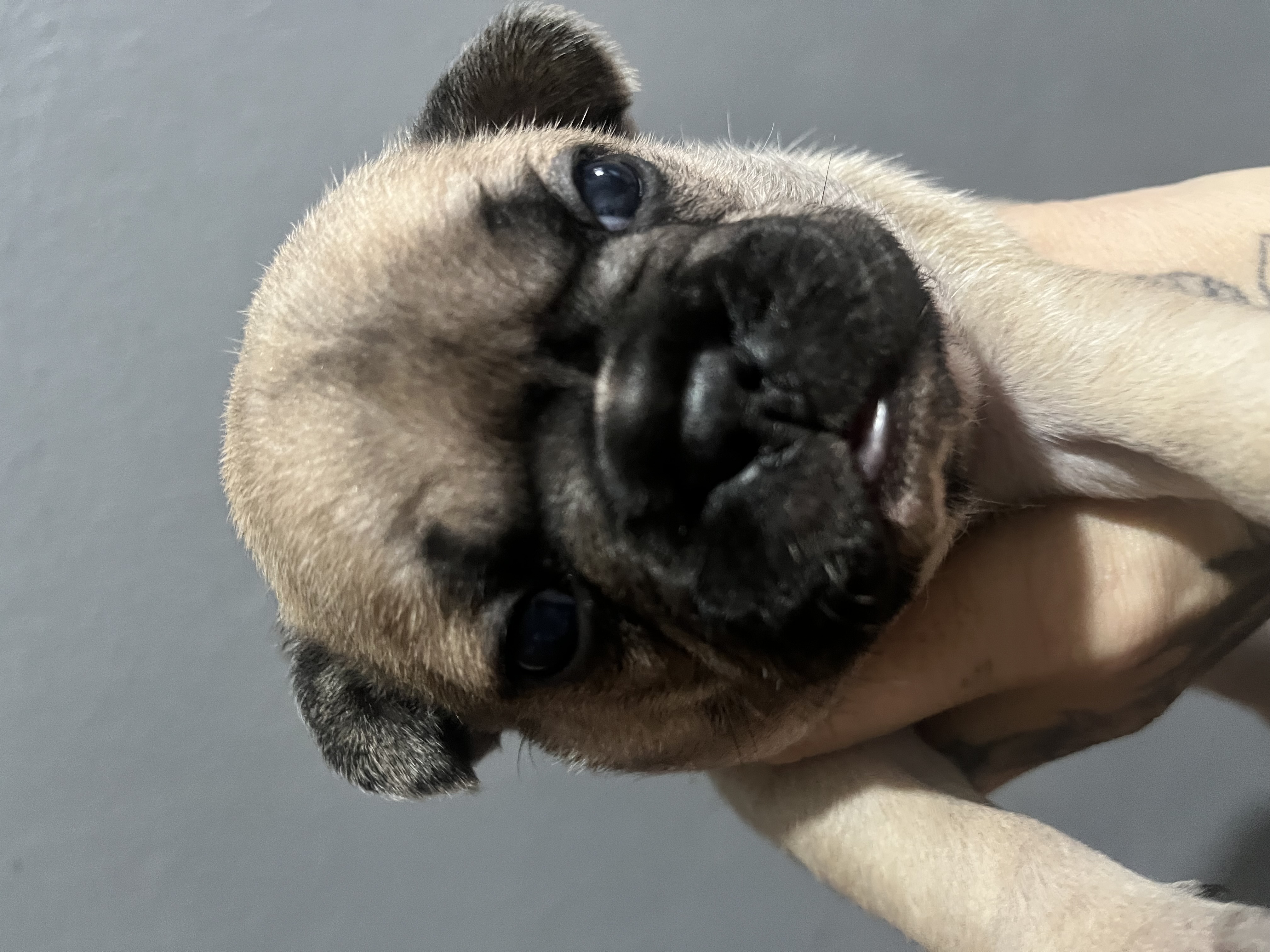 Buldogue francês  - Foto 4