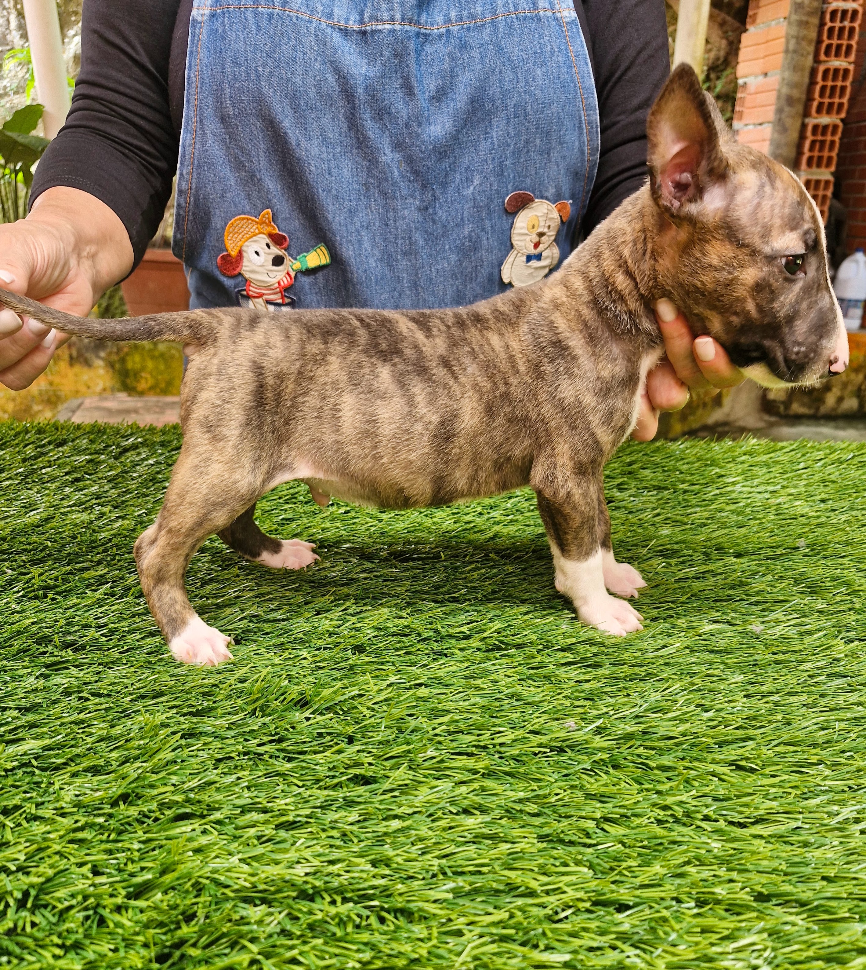 Bull terrier inglês  - Foto 4
