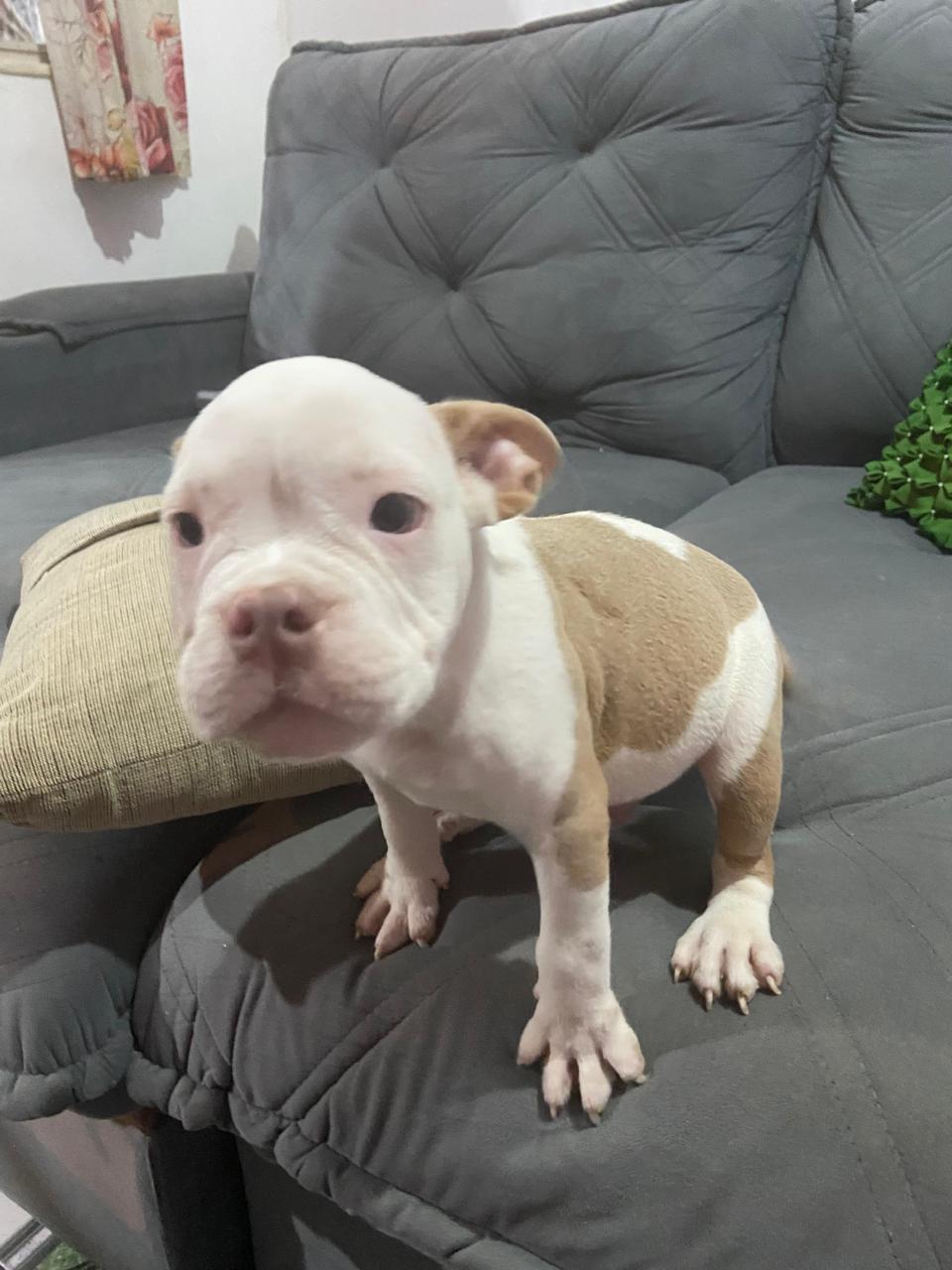 Américan bully - Foto 2