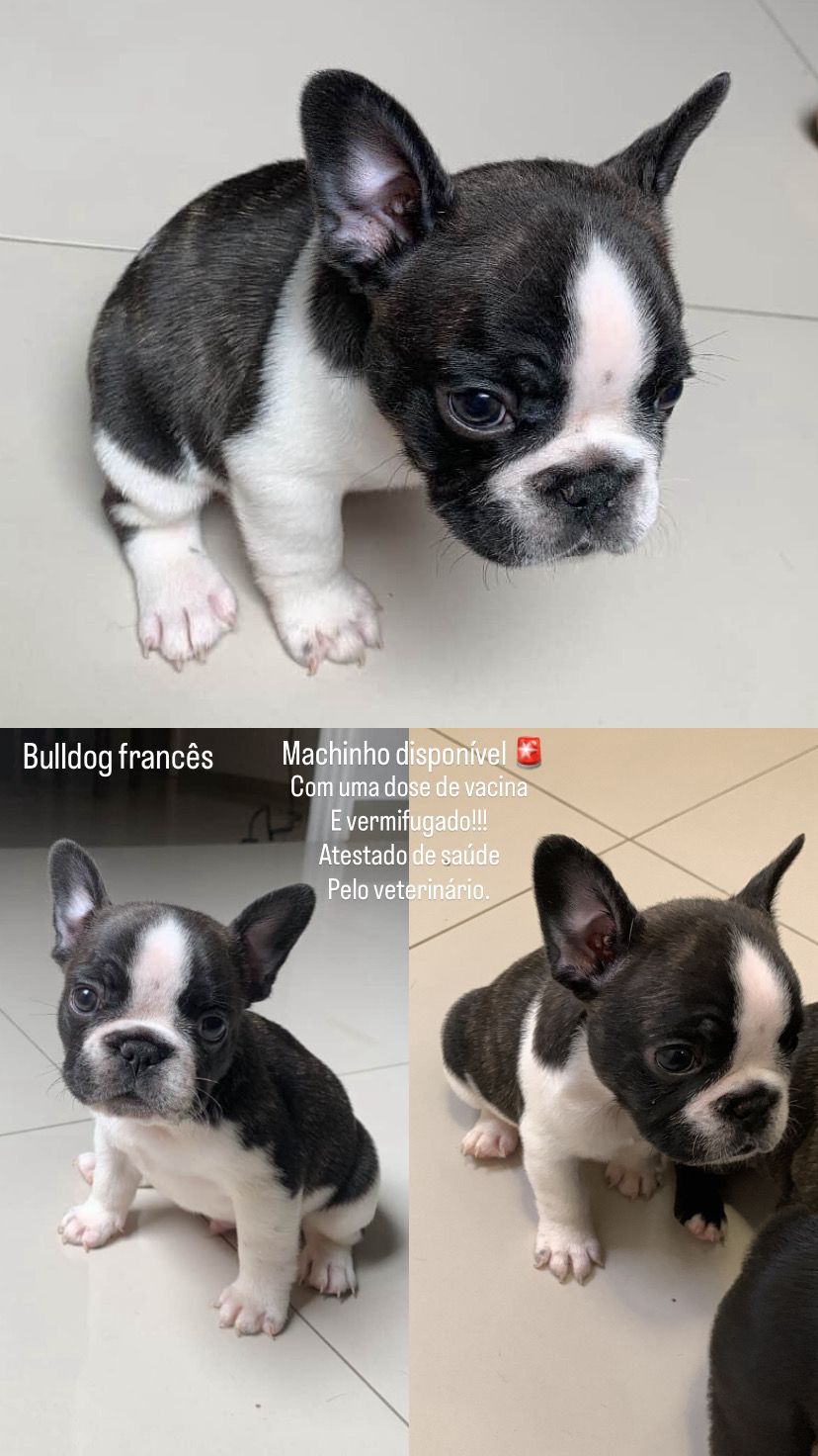 Portal Vendocão Bulldog francês São Paulo