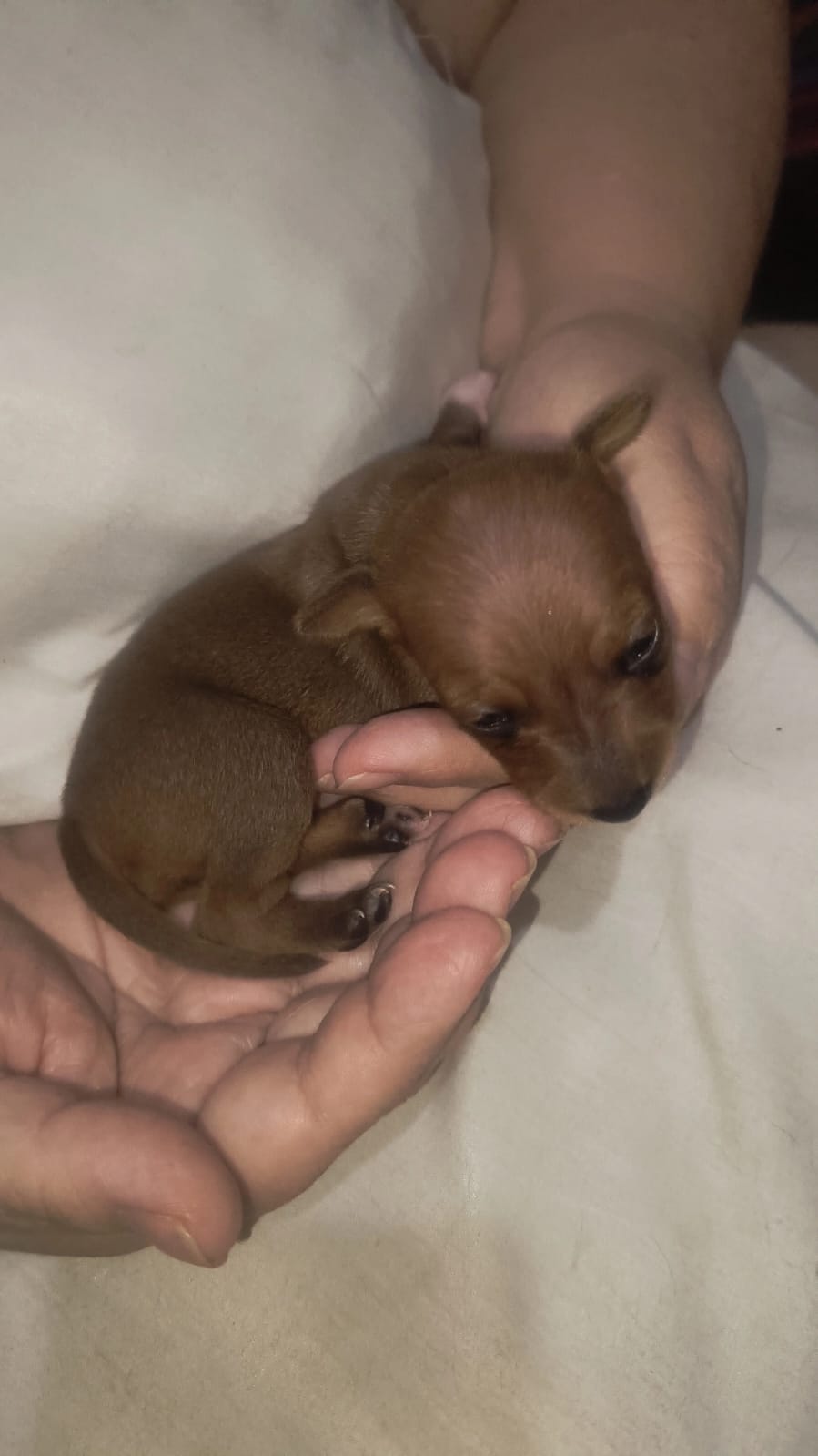 Lindos filhotes de mini pinscher - Foto 1
