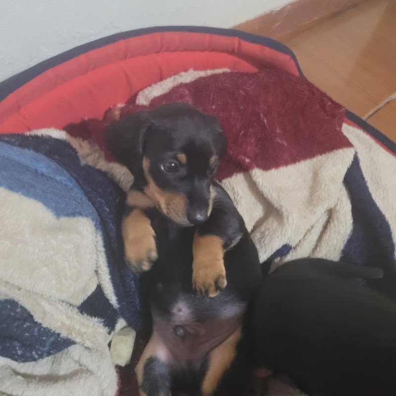 Lindos filhotes de Dachshound