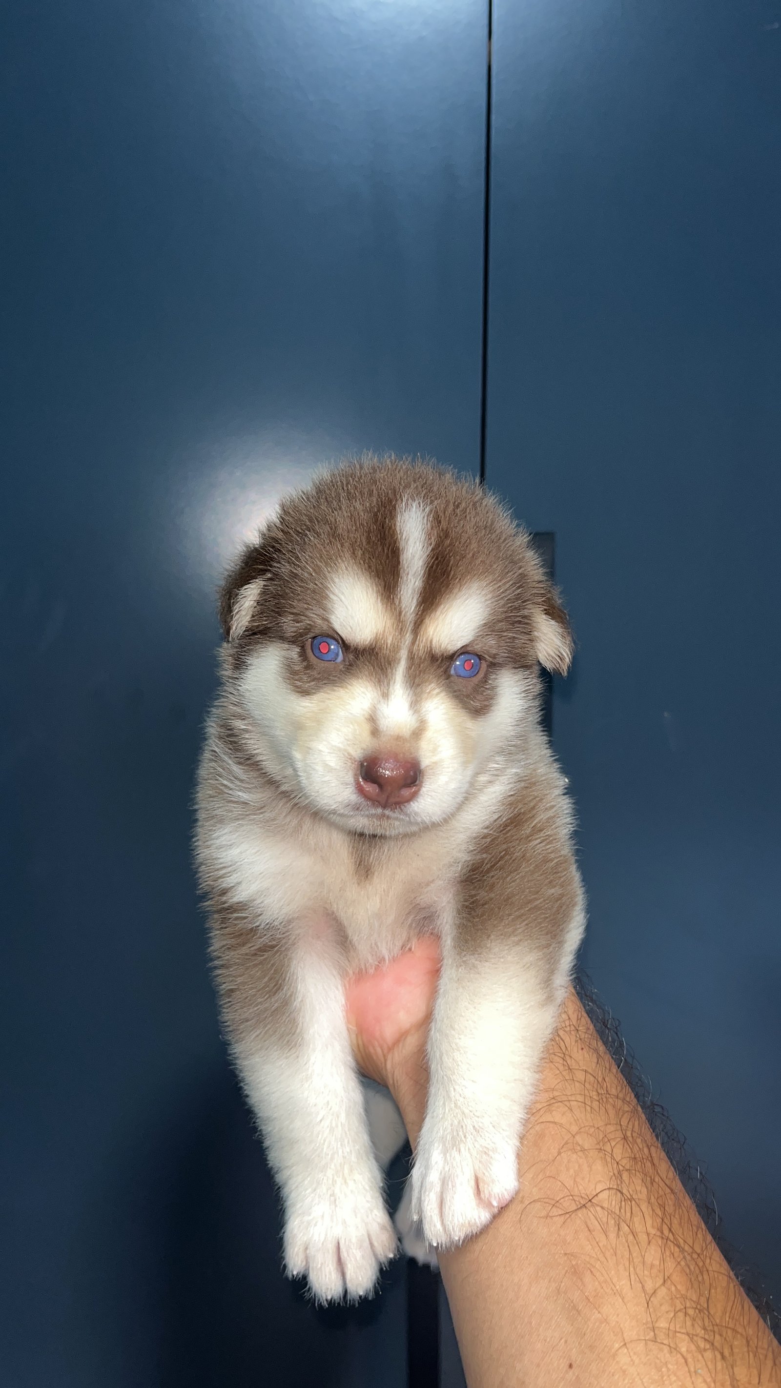 Husky siberiano  - Foto 4